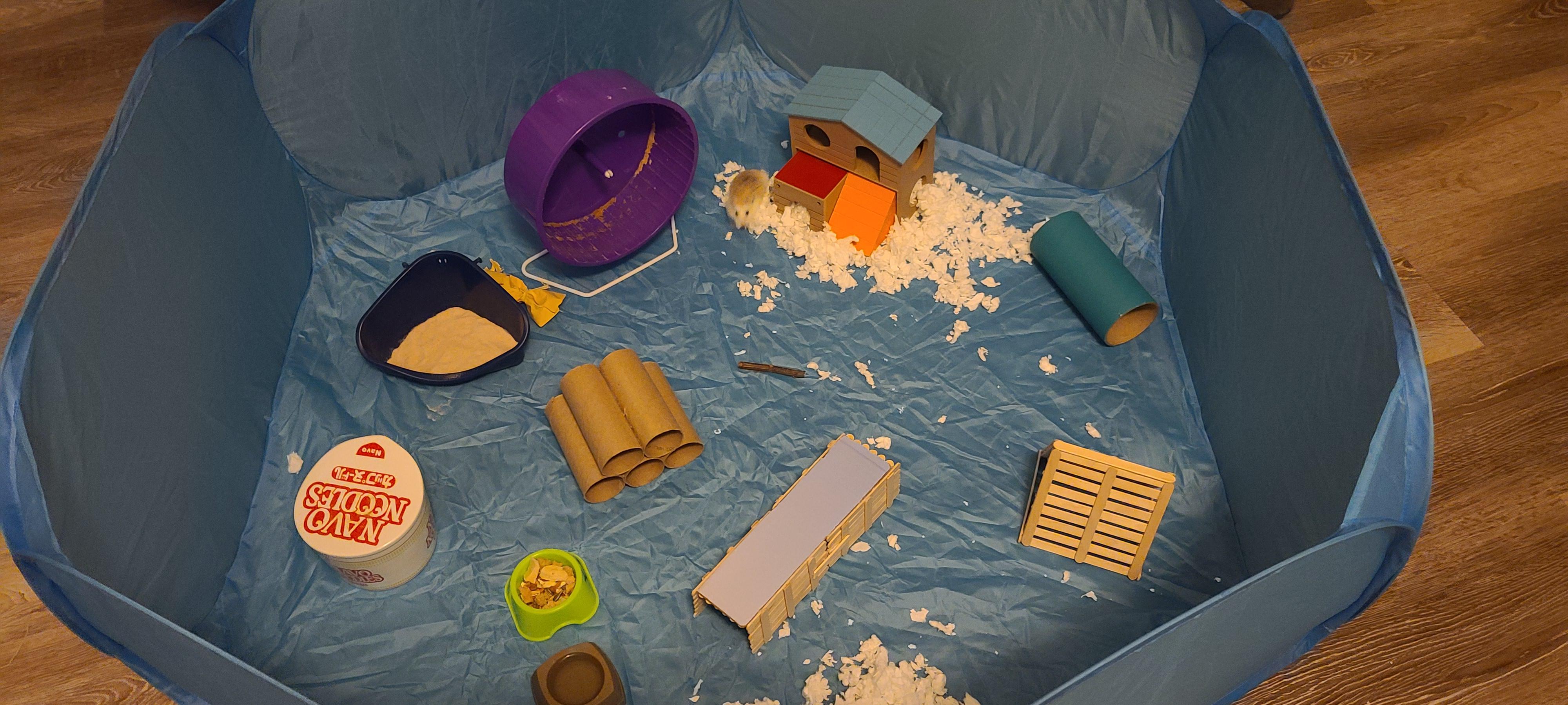 What does hamster free roam time look like? r/hamsters