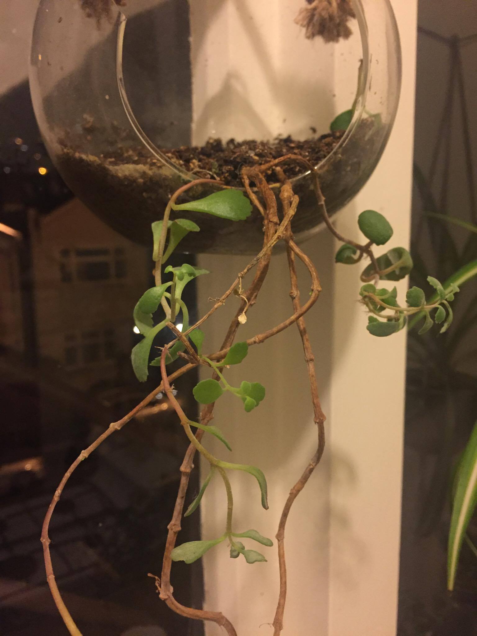 [New Zealand] [Indoor?] Hanging plant r/whatsthisplant