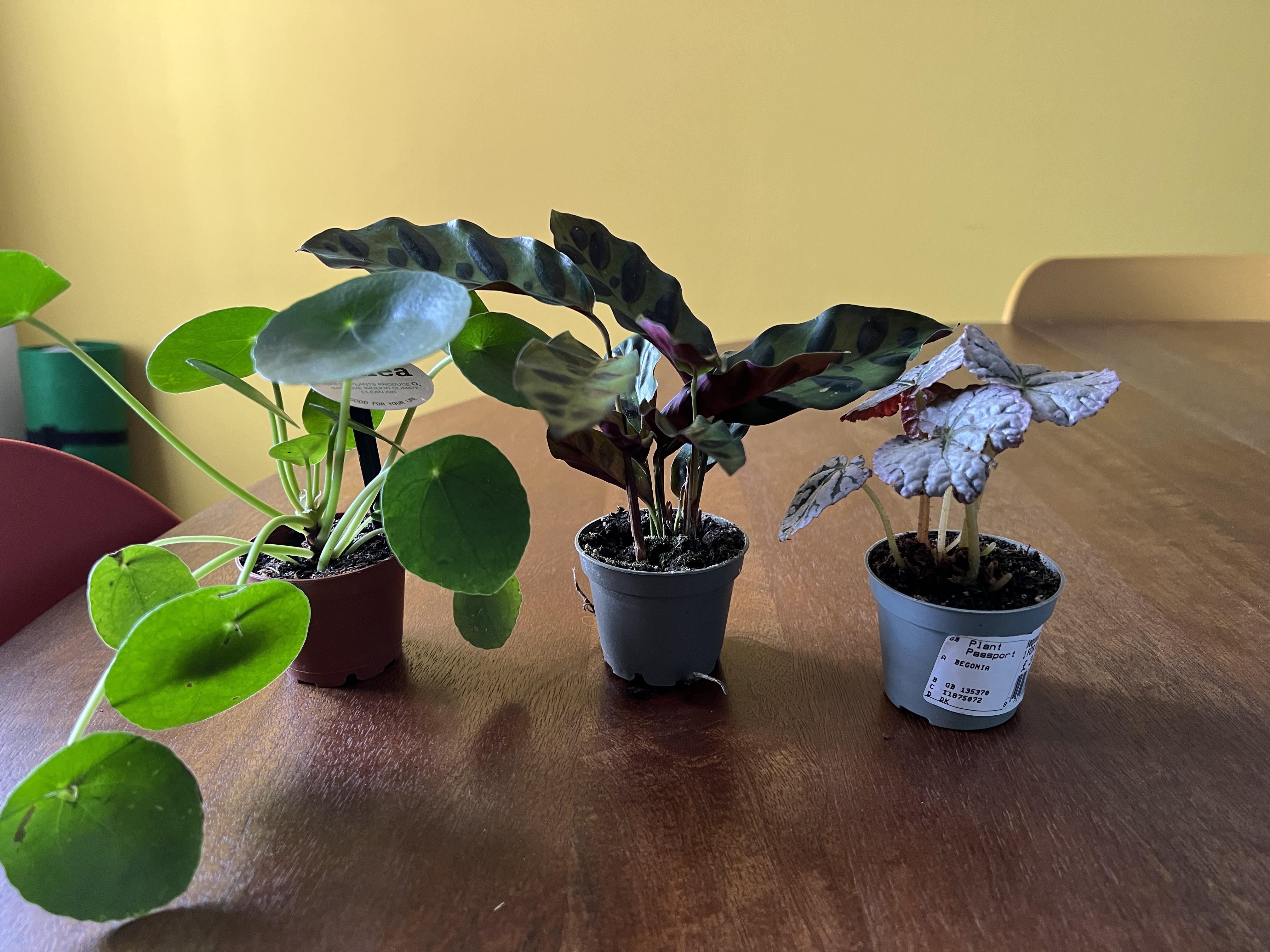 Bought these little cute babies today. My new addiction is buying the