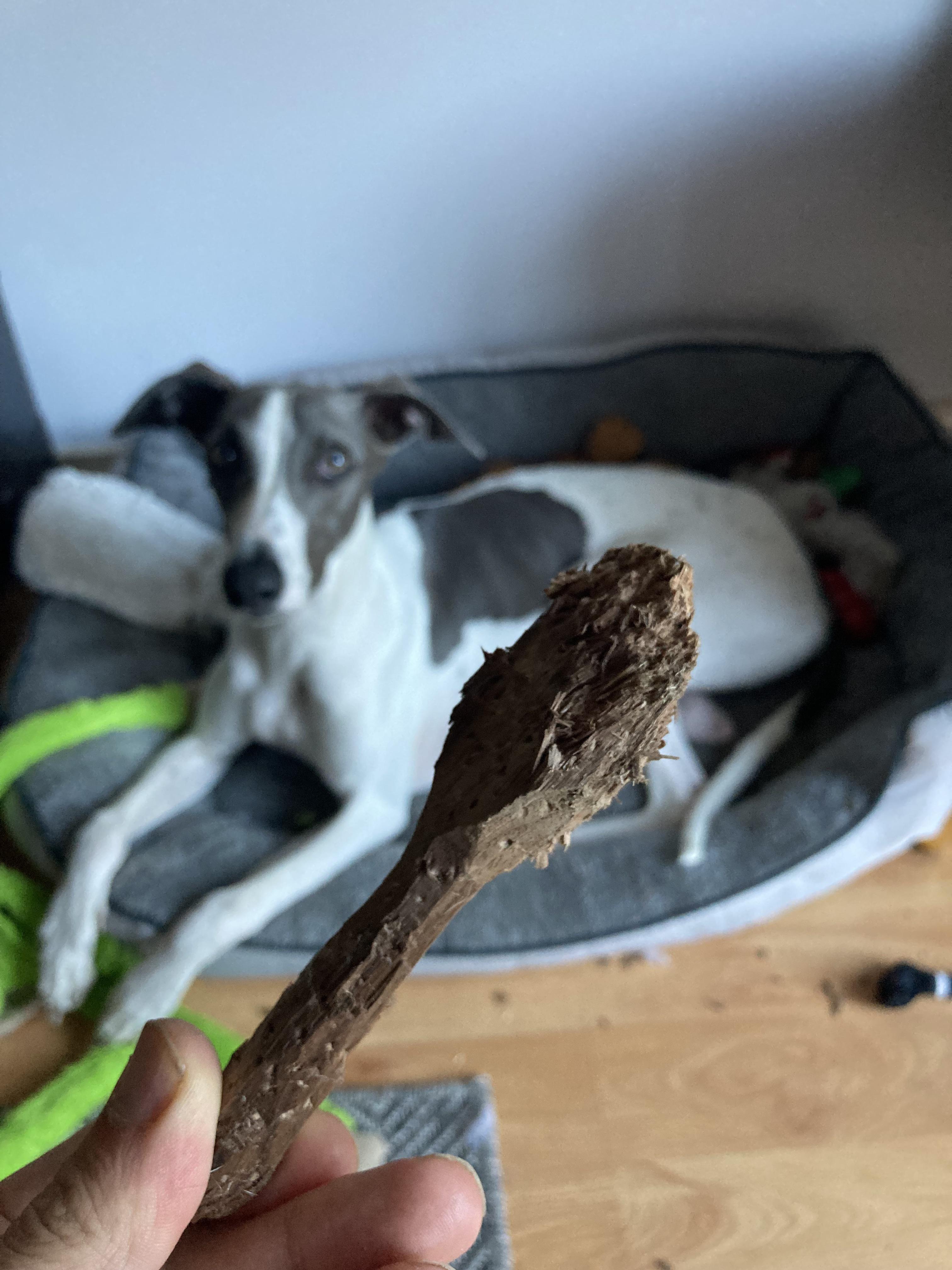 My dog finished the spoon I was carving (whoops) r/Woodcarving