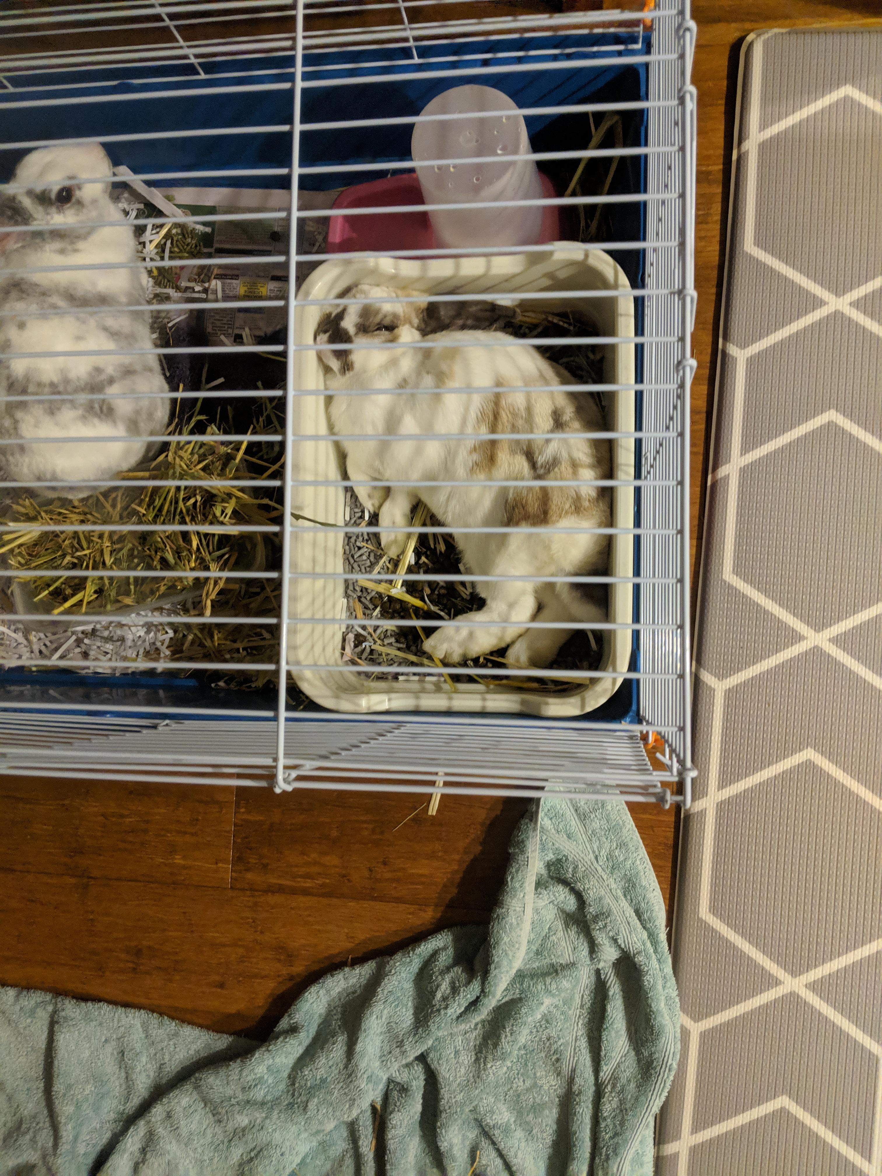 My rabbit is a weirdo who sleeps in the toilet r/Rabbits