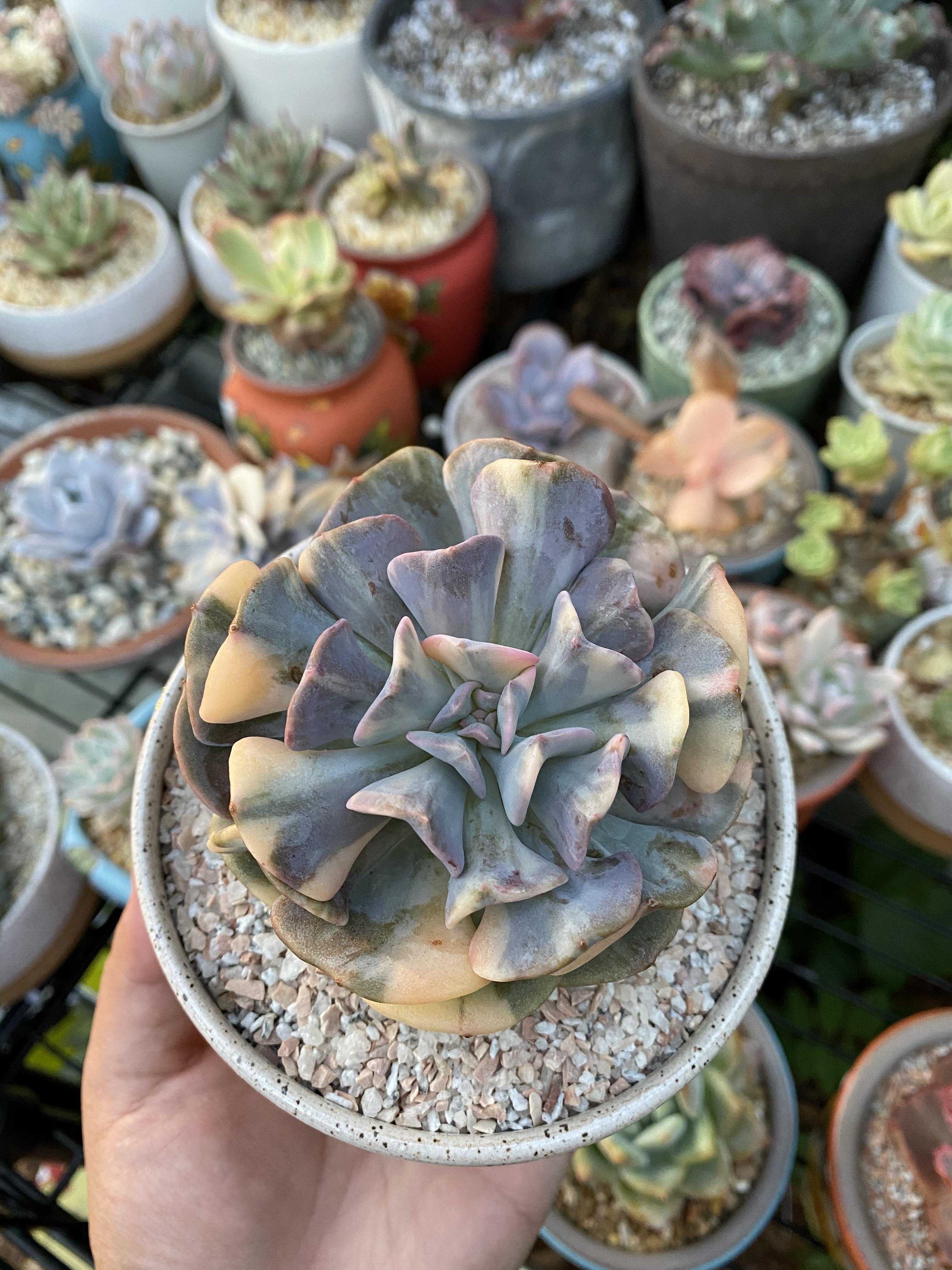 Variegated Cubic Frost the most expensive plant I’ve ever paid for