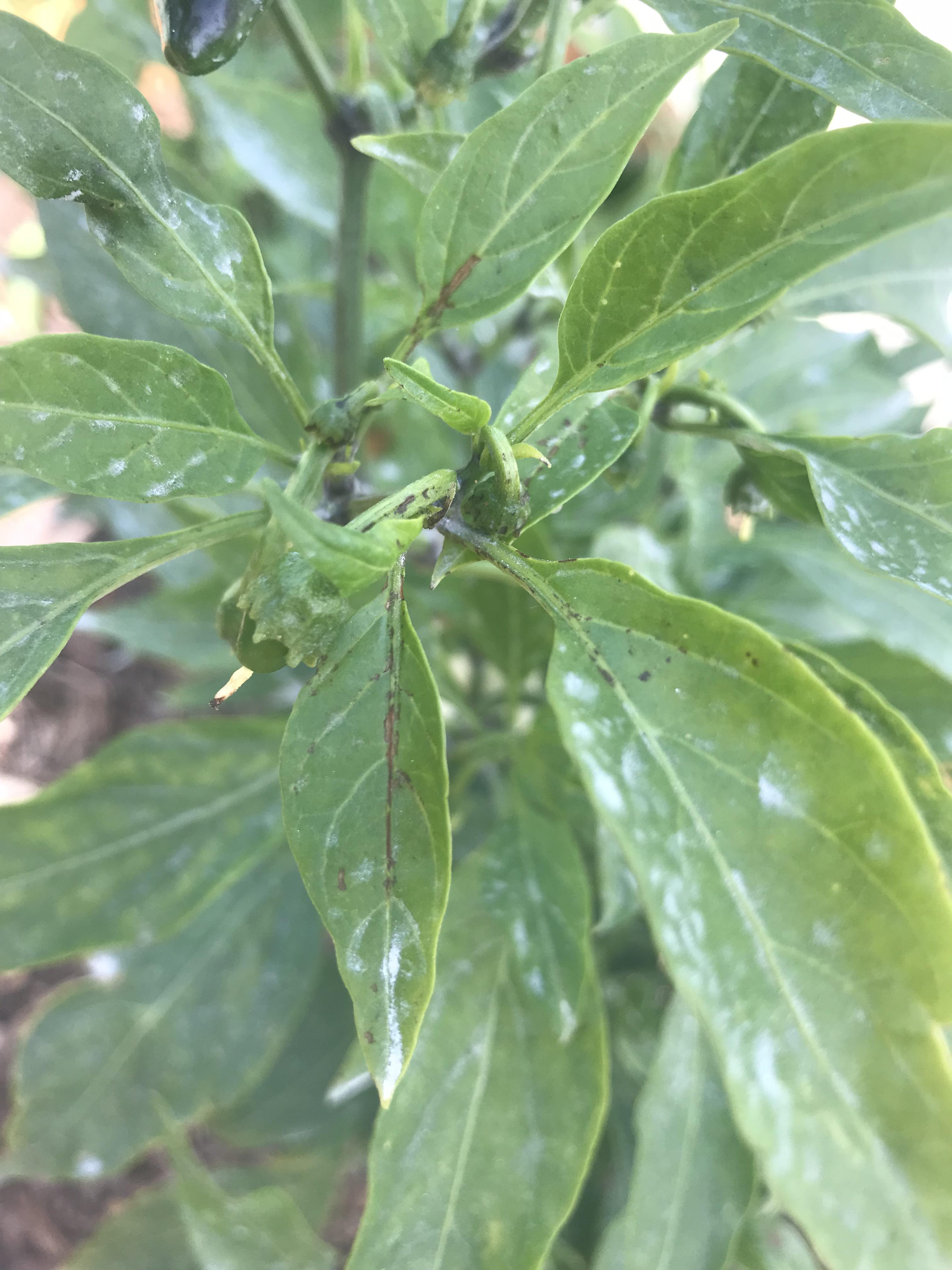 Sun burn or bugs/deficiency? Jalapeños plant in ground zone 9a r