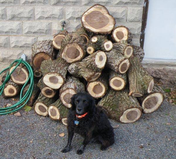 Pennsylvania firewood part deux r/turning