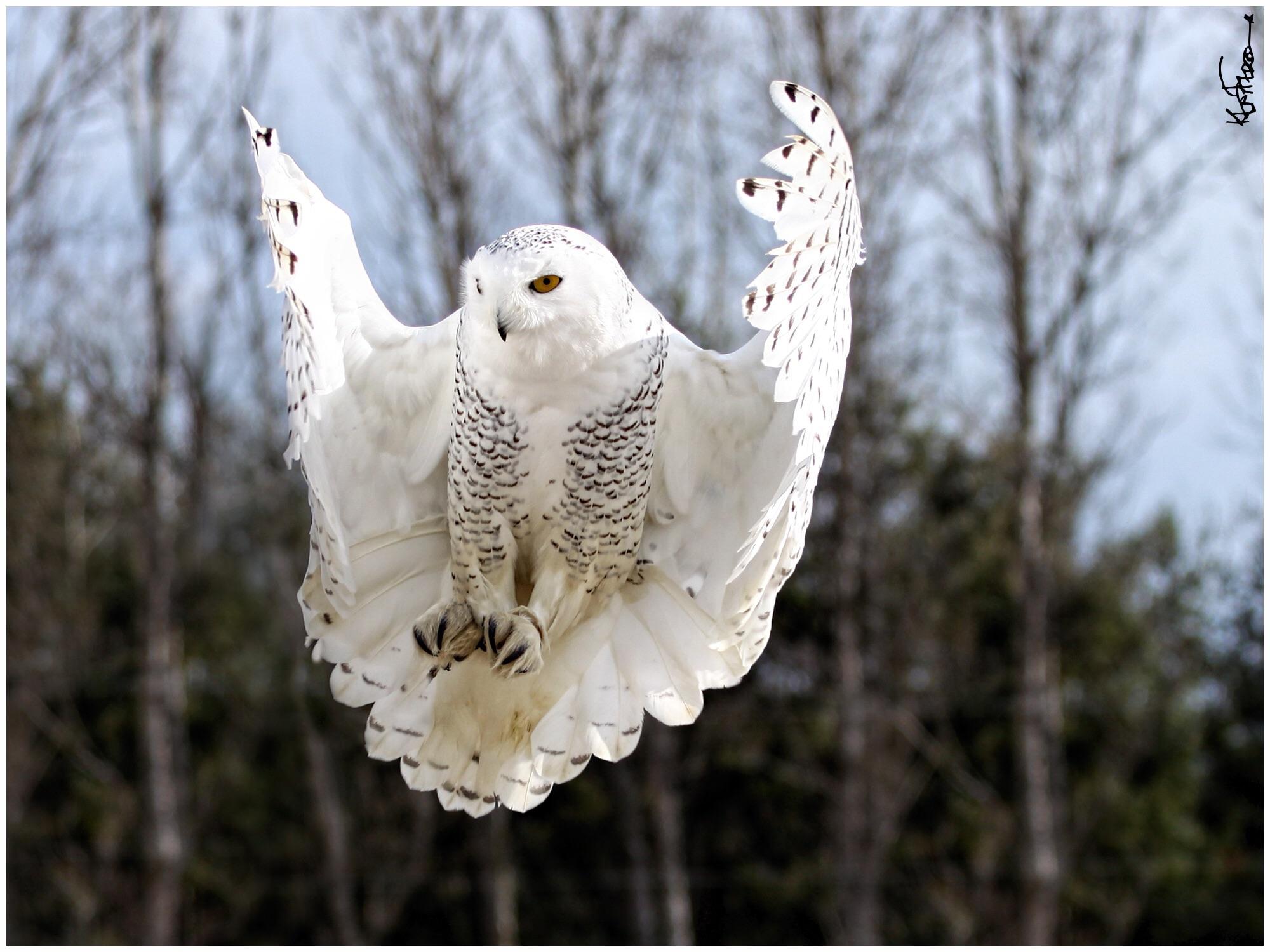 Snowy Owl landing. r/Owls
