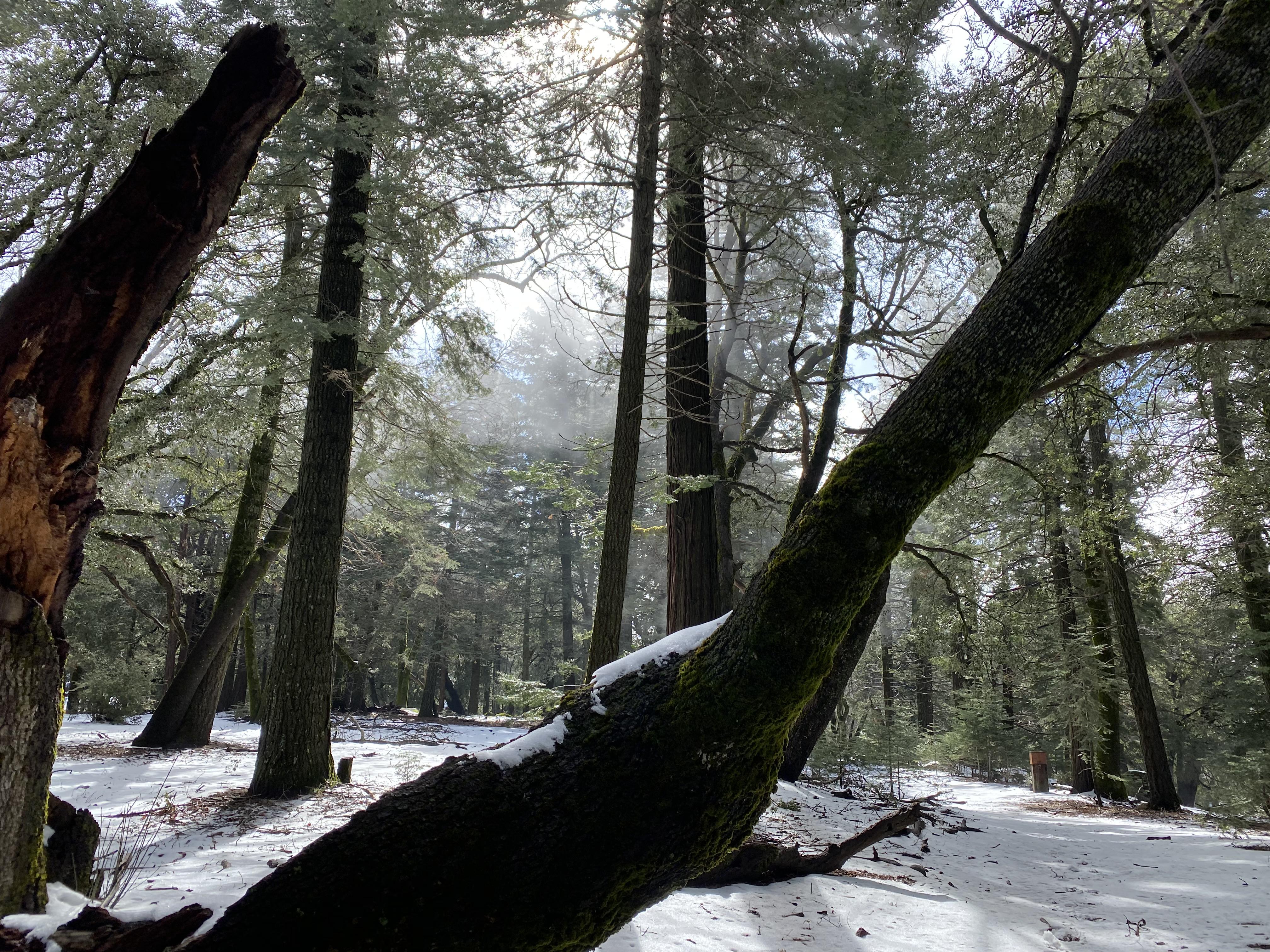 Palomar Mountain today (3/21) r/sandiego