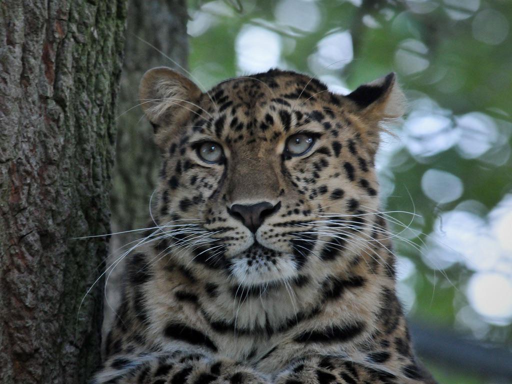Beautiful Amur Leopard these big cats live in the Russian birch forests