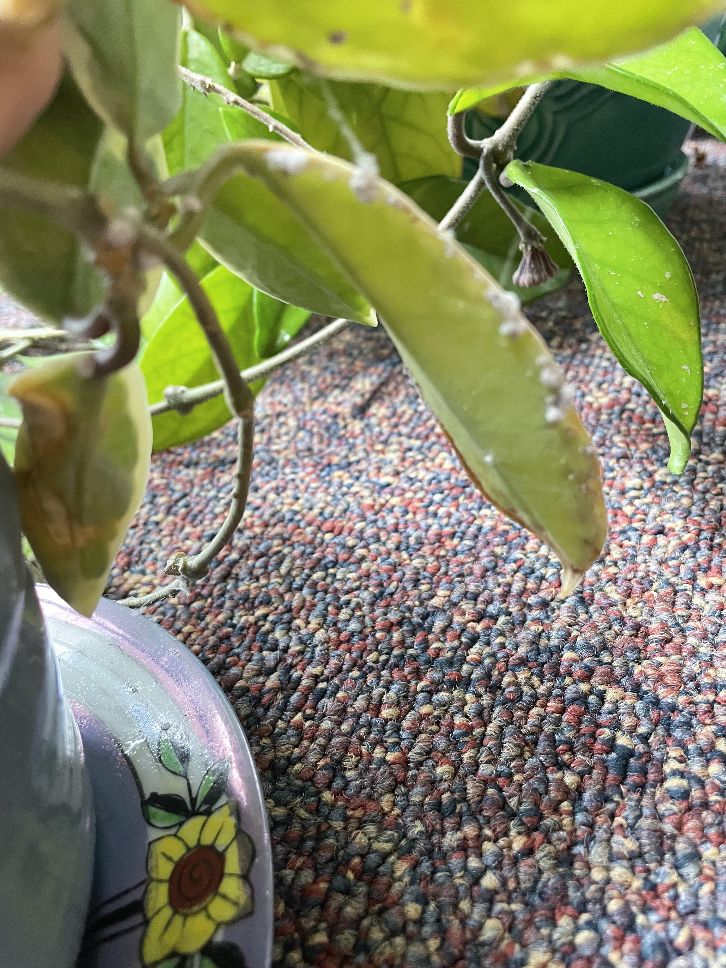 Help diagnose what this sticky white stuff is! r/houseplants