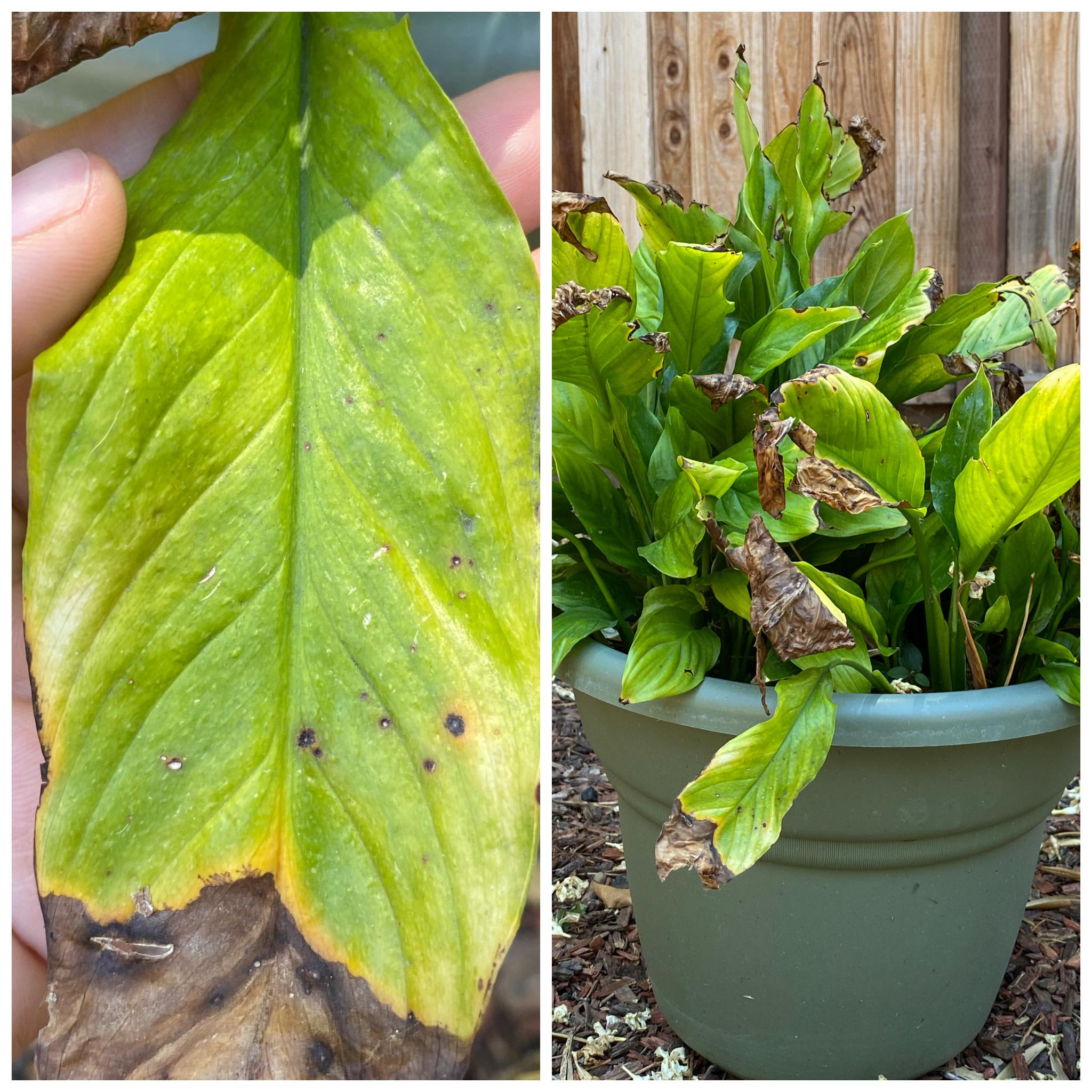 What’s wrong with my peace lily? Yellowing leaves, dead tips, spots r