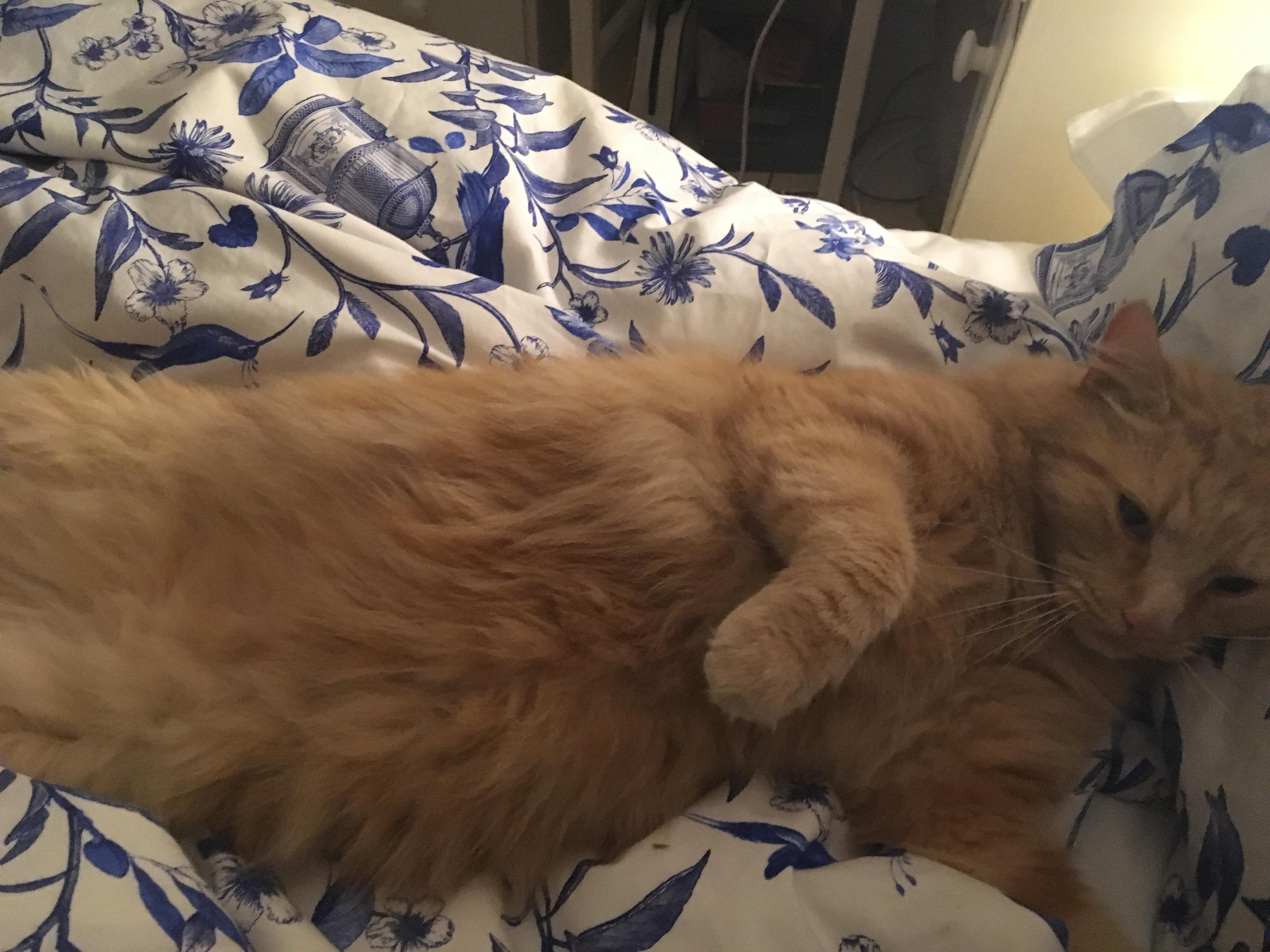 This is not my cat but he tries almost everyday to come into my house