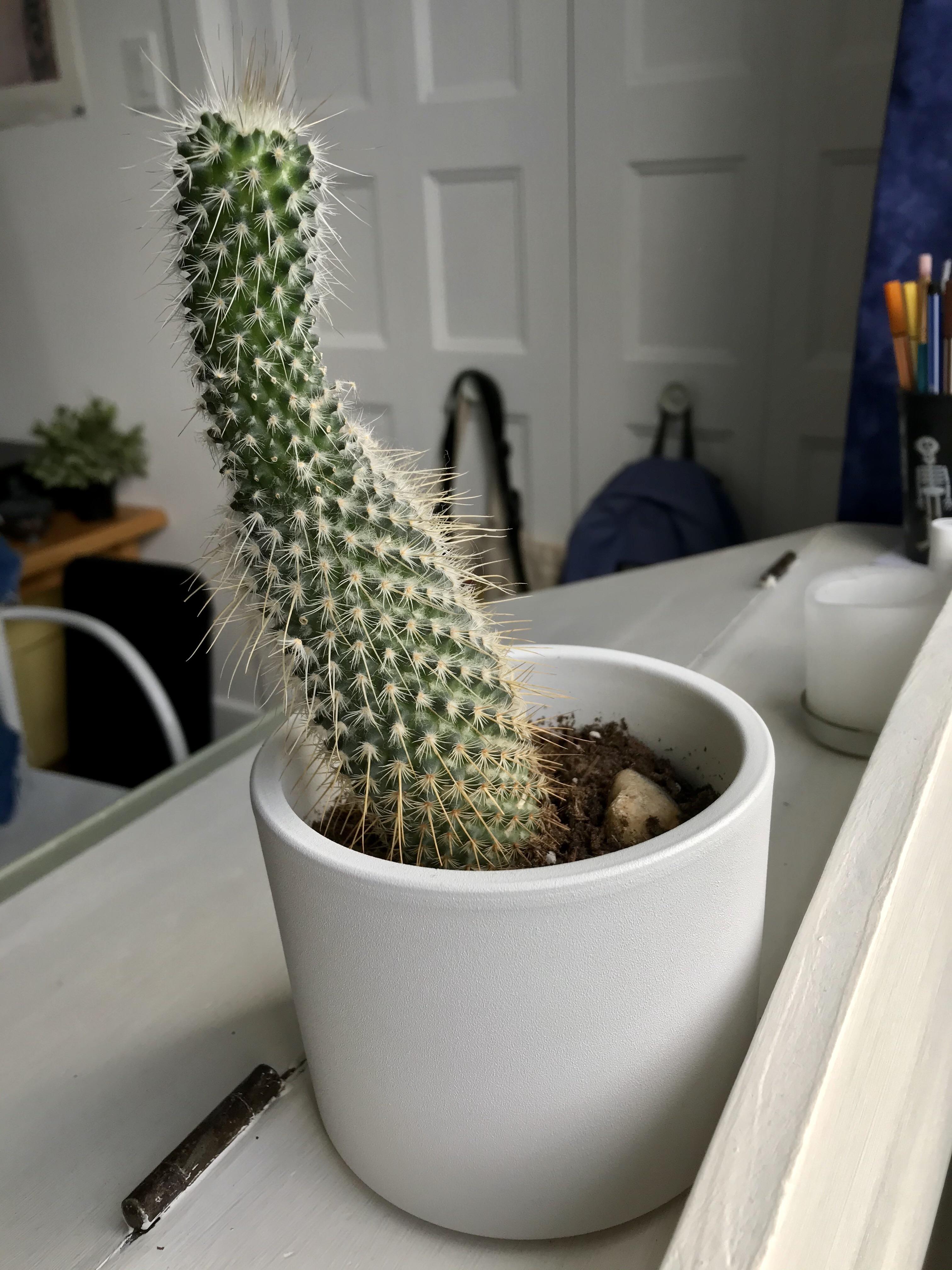 Is my cactus ok? The thorns are yellow when they used to be white + he