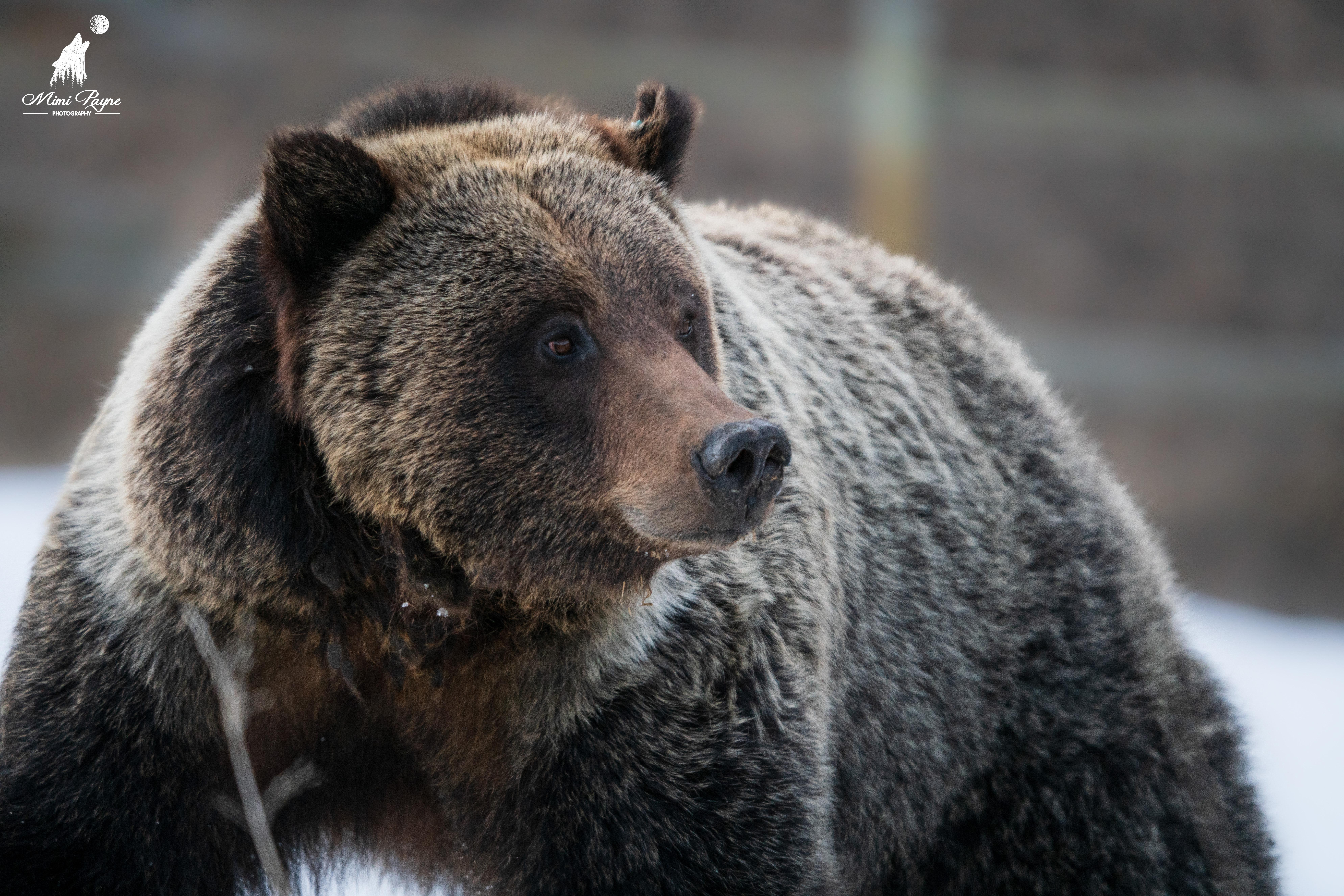 Grizzly Bear 863. Taken in Wyoming. This is the first griz we have