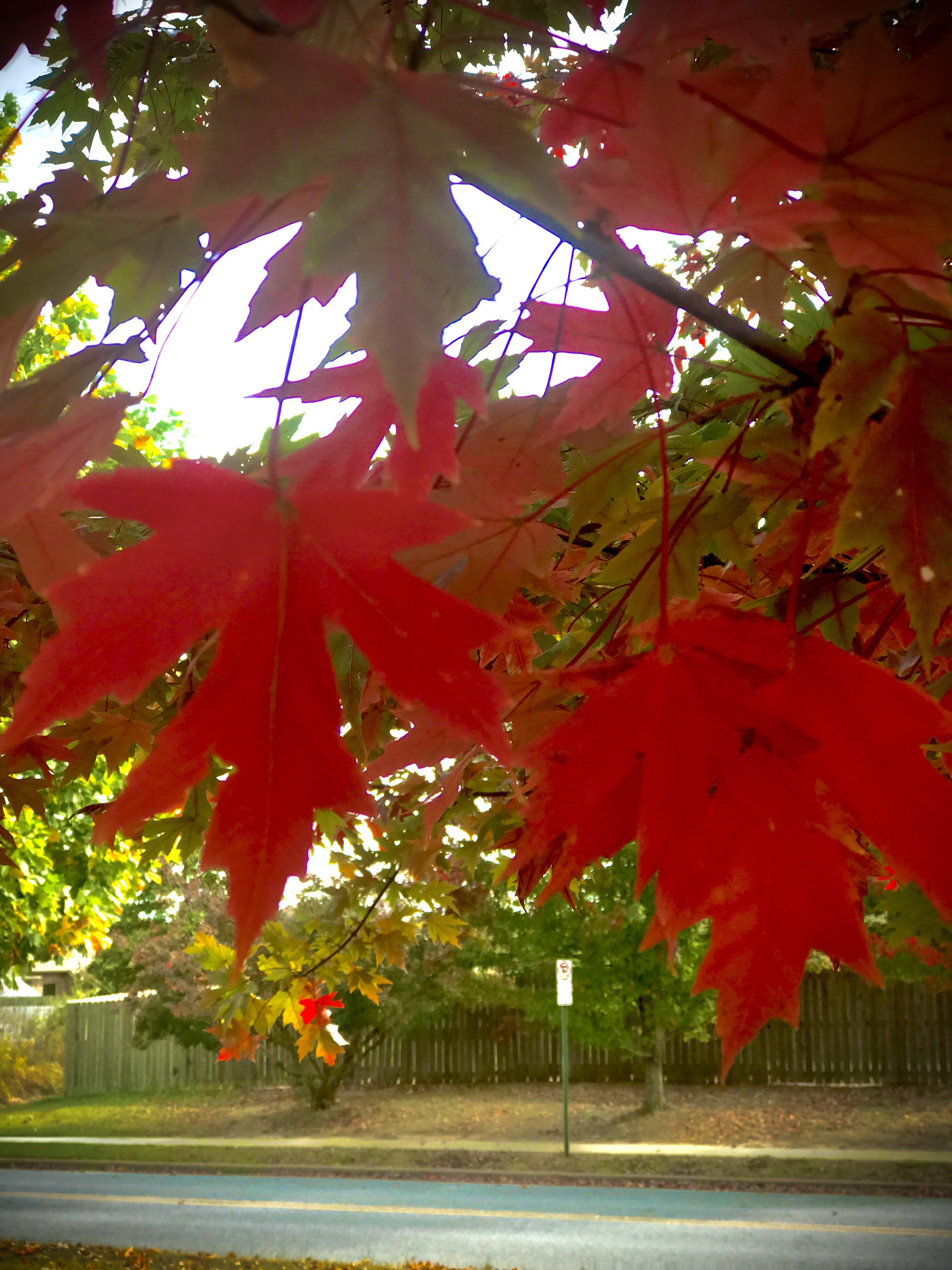Changing leaves in Arkansas r/AutumnPorn