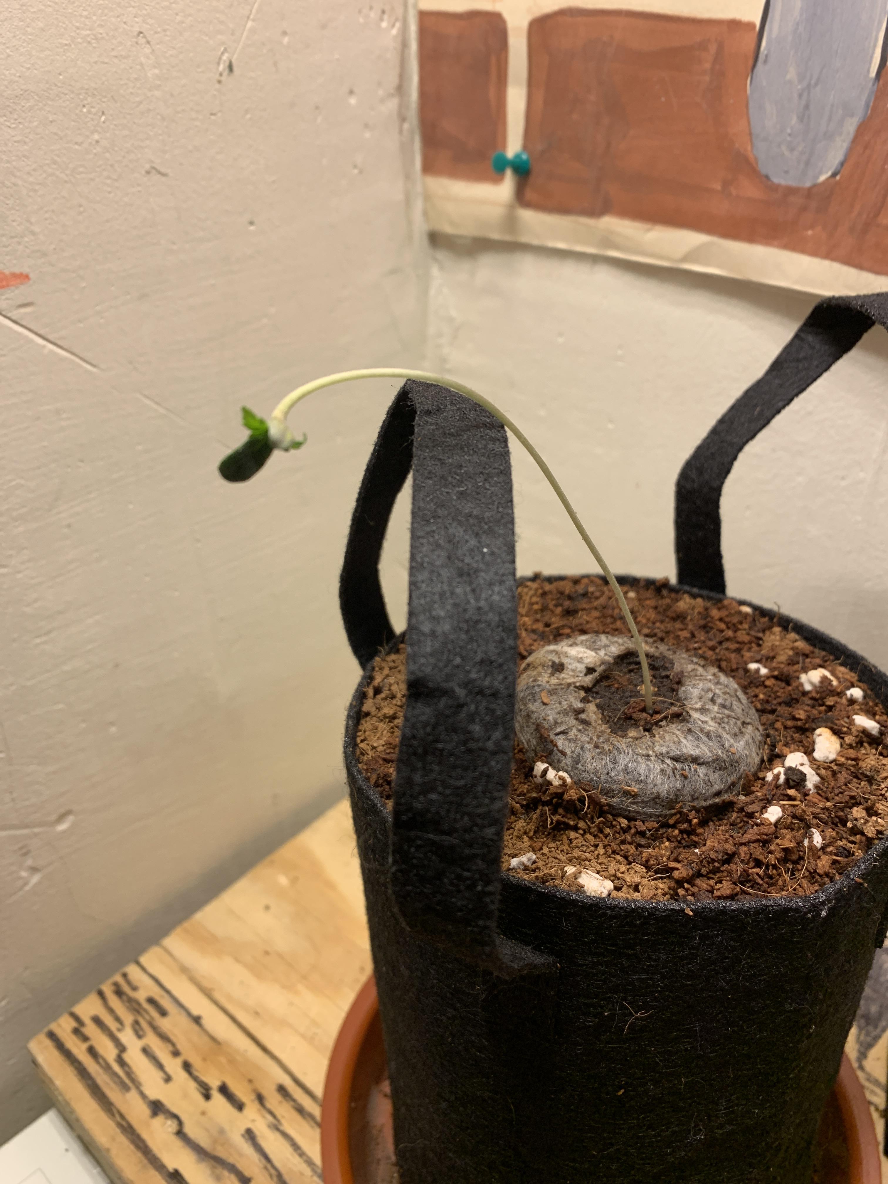 Please help me, this is day 6 of my marijuana plant, why is it drooping