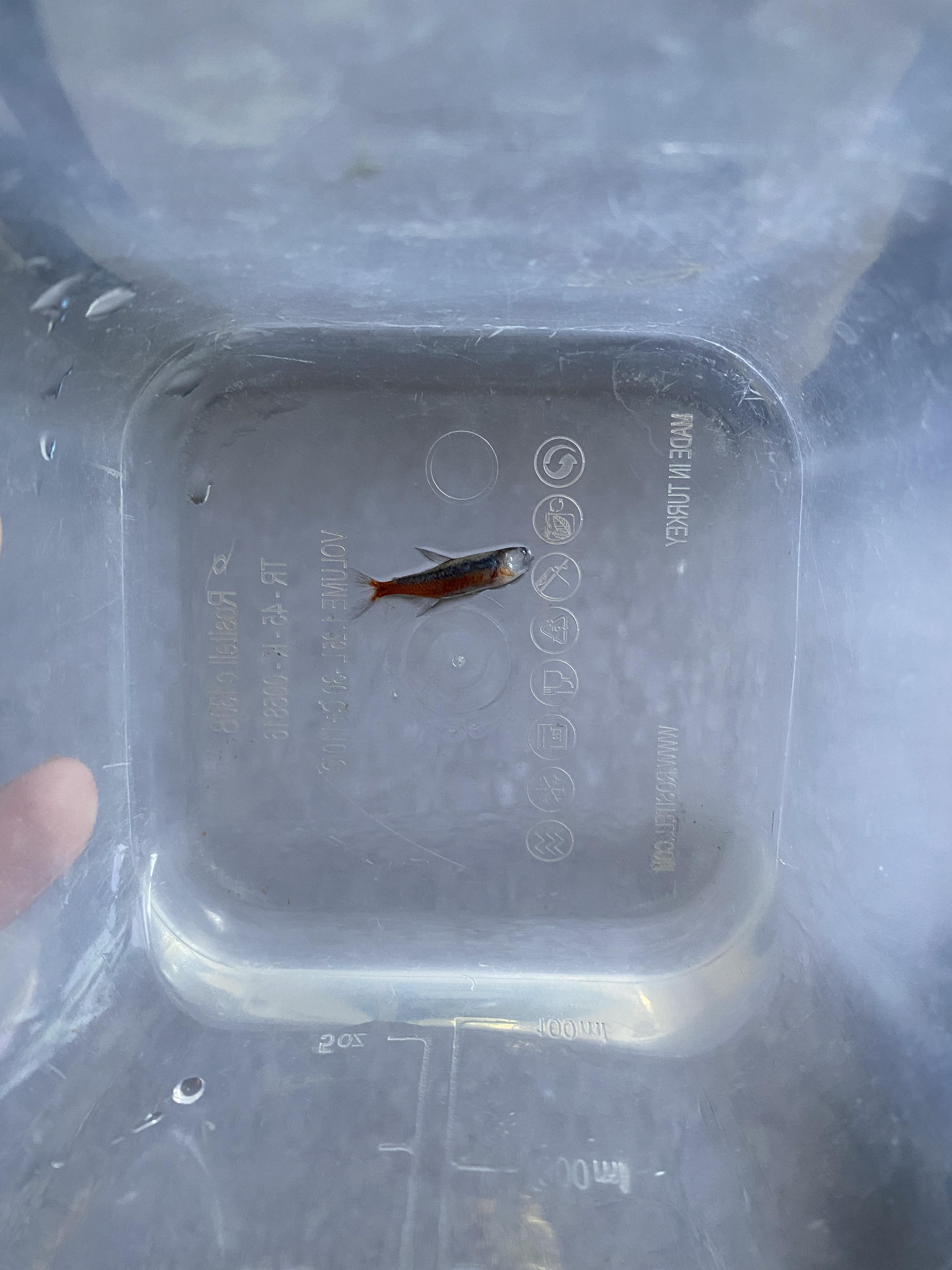 Who nows why my neon cardinals are dying bought 5 about 3 weeks ago