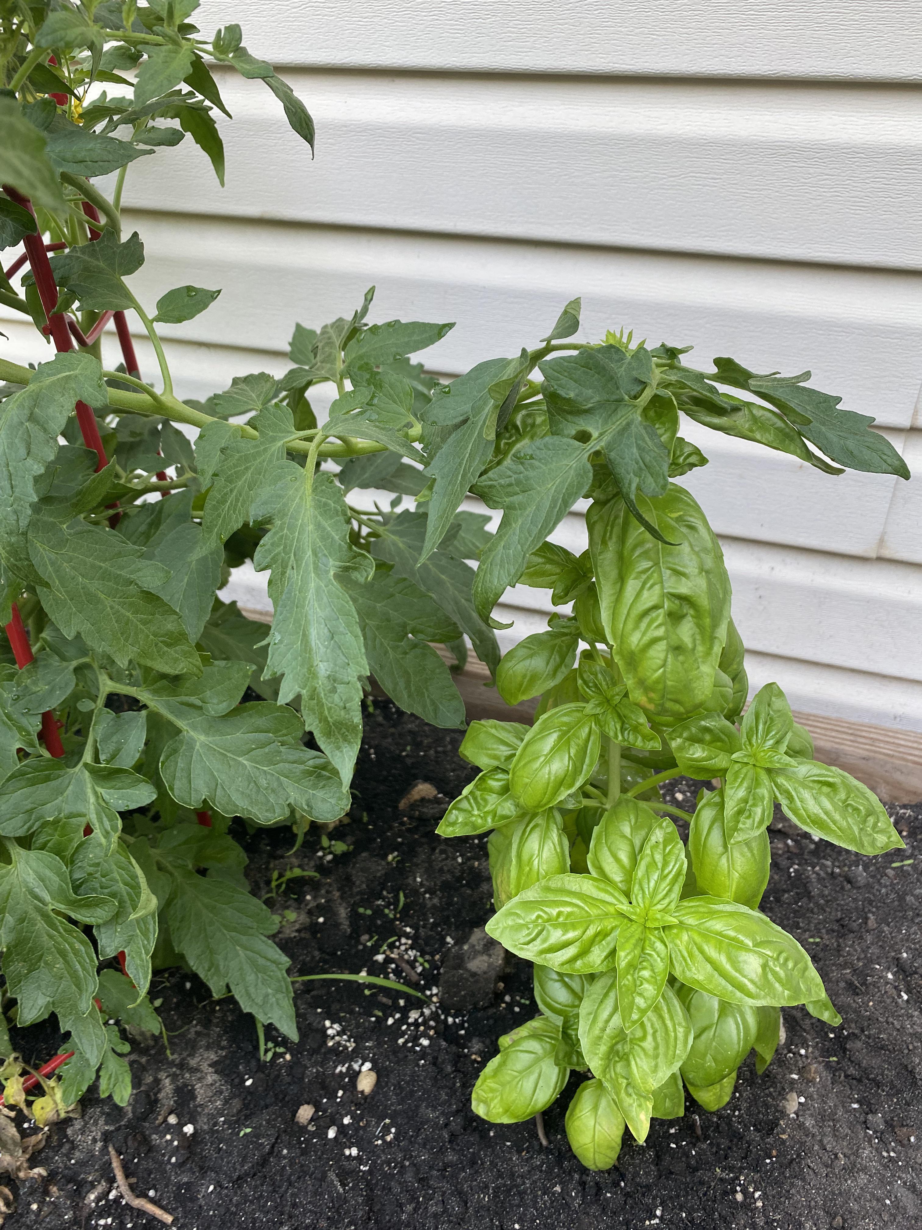 Basil is a good companion plant for tomatoes. This basil is really