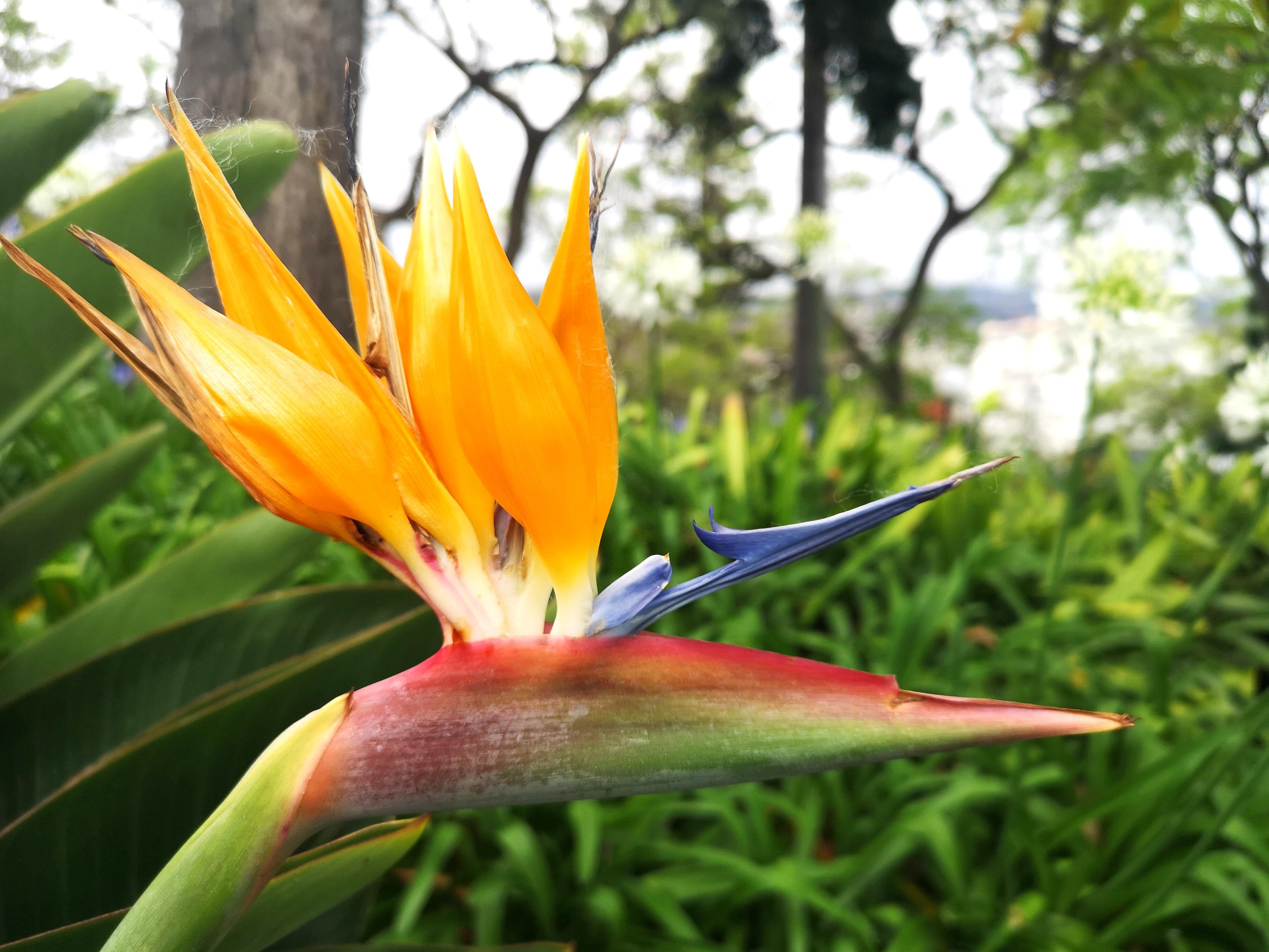 Bird of paradise r/flowers