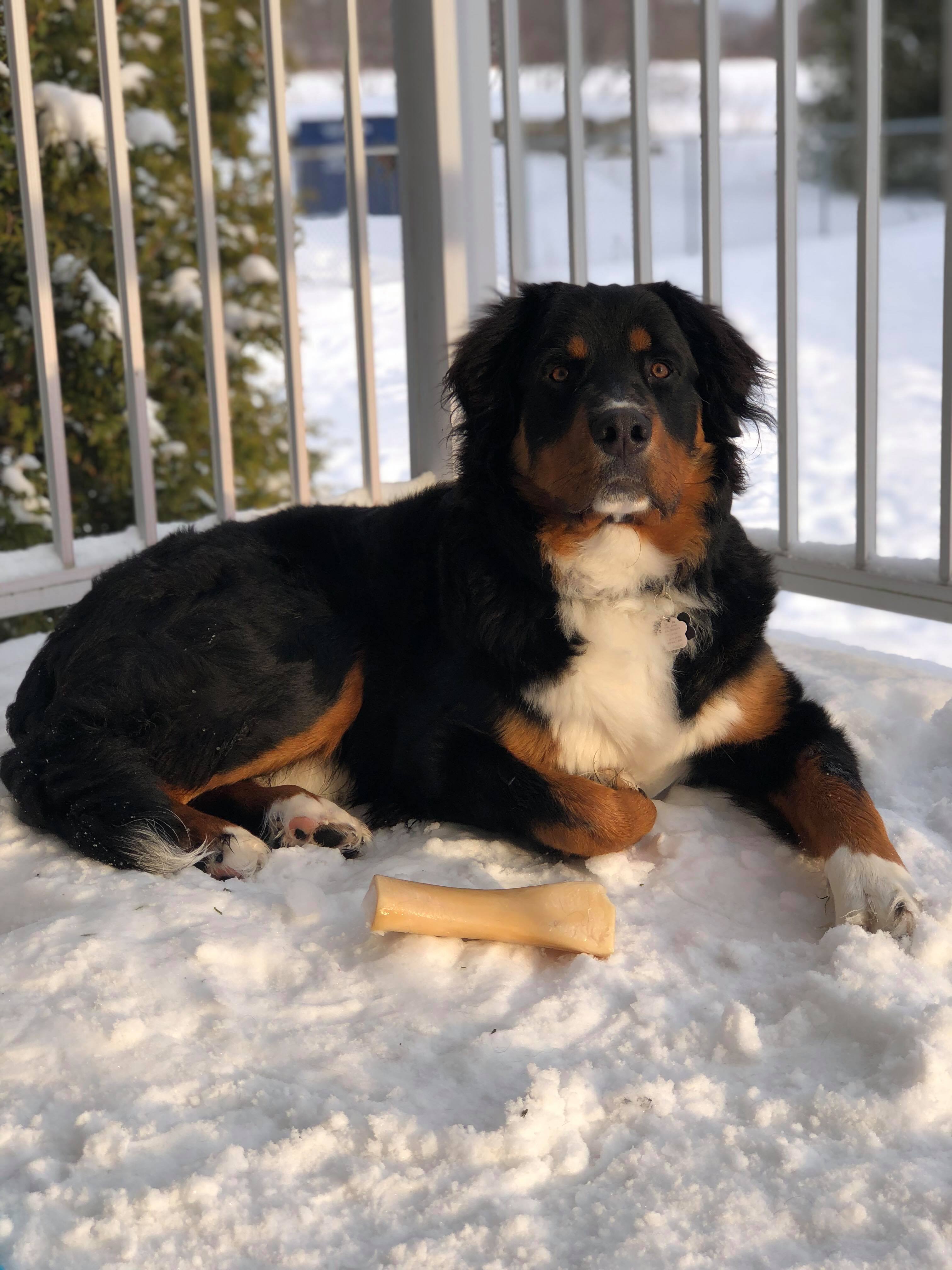 Here's Chuck, my 91 pound 8 months old Rottweiler cross Bernese