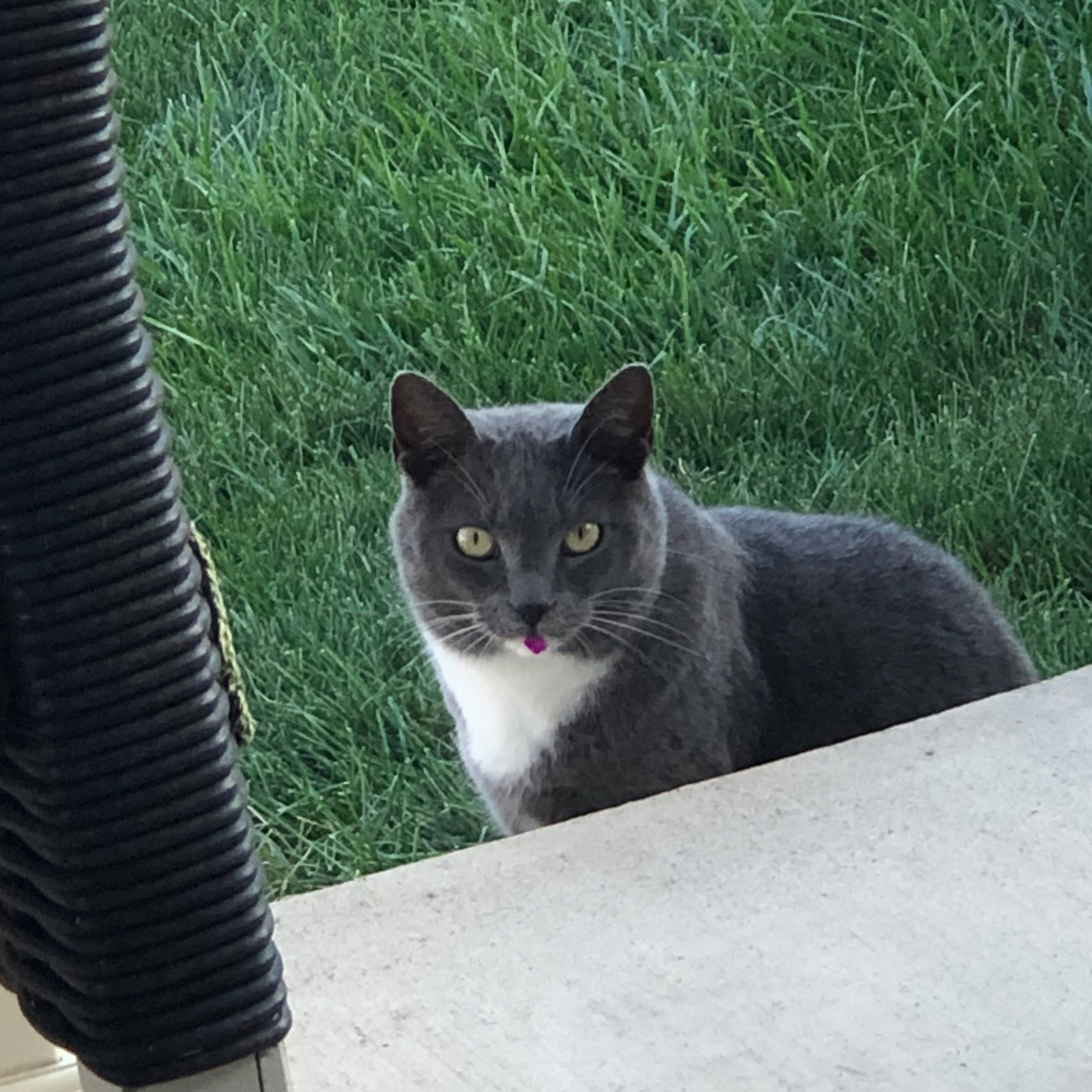 here’s a picture of my cat after she ate a flower r/AnimalsBeingDerps