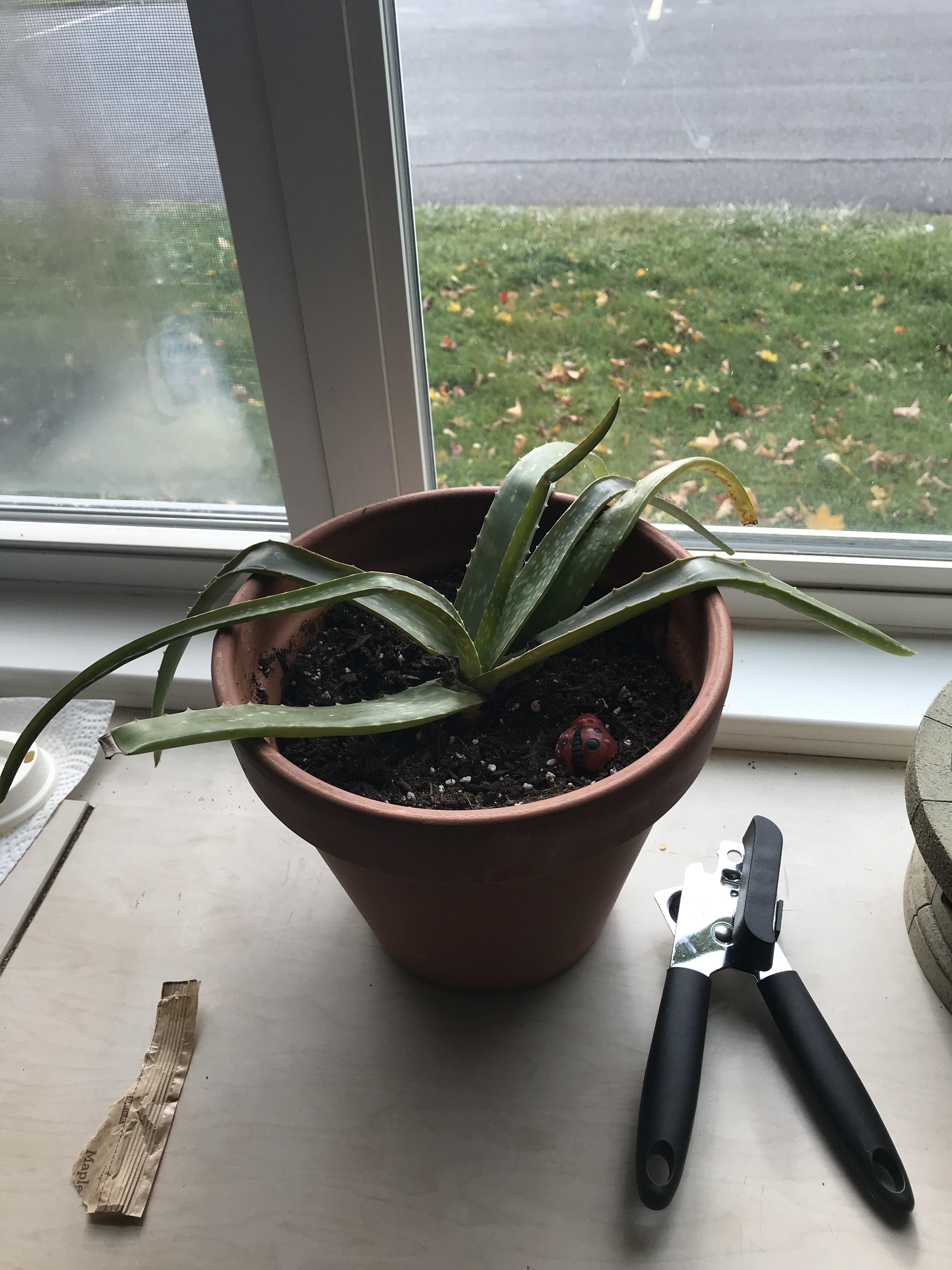 Okay. My grandmother gifted me this aloe plant. I have followed the
