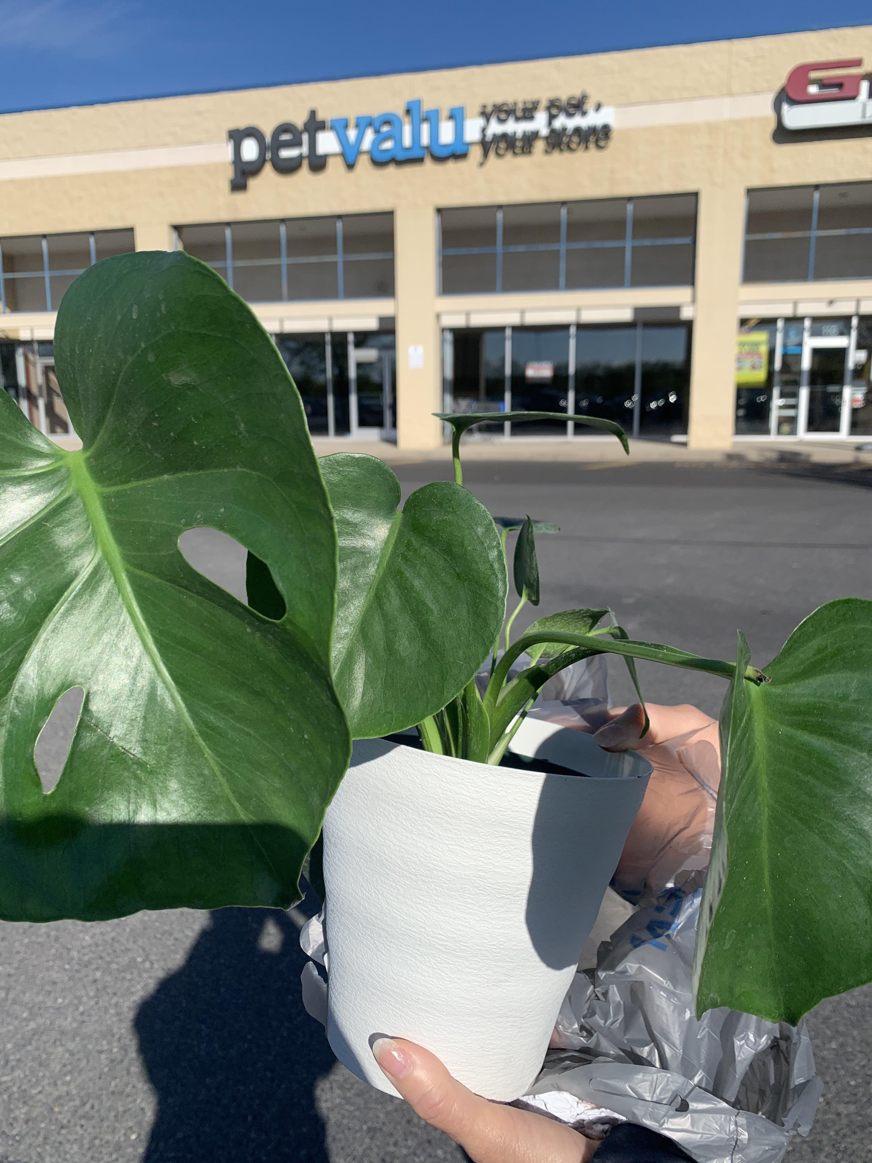 How do i revive this monstera from Walmart? Its very droopy and not