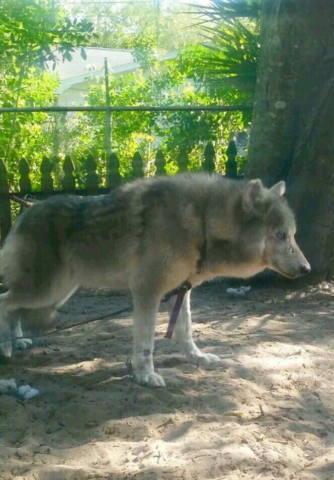 Sif. From a wolf/ wolfdog sanctuary near me. r/wolves