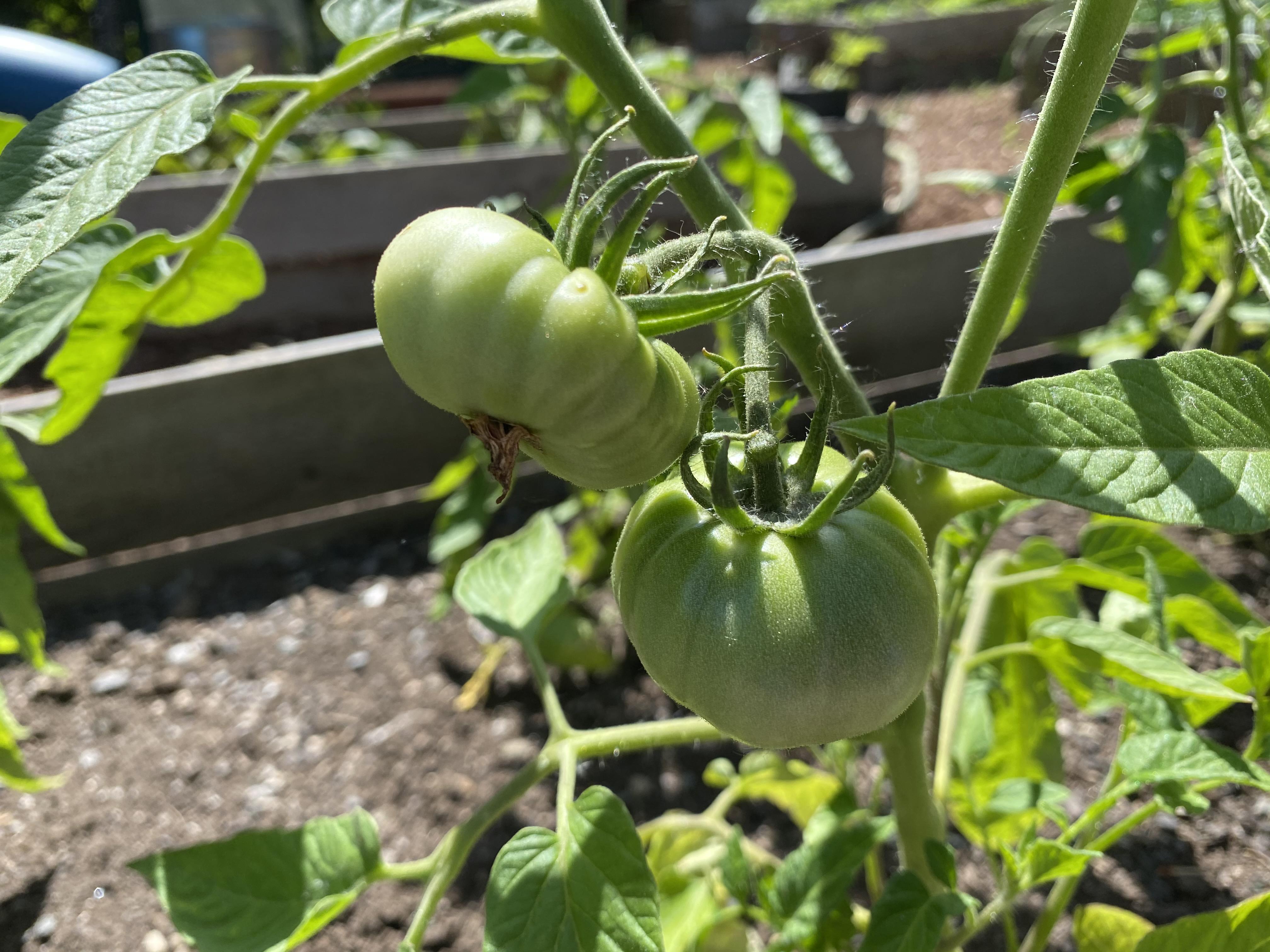 The tomatoes are coming! Zone 8b r/vegetablegardening