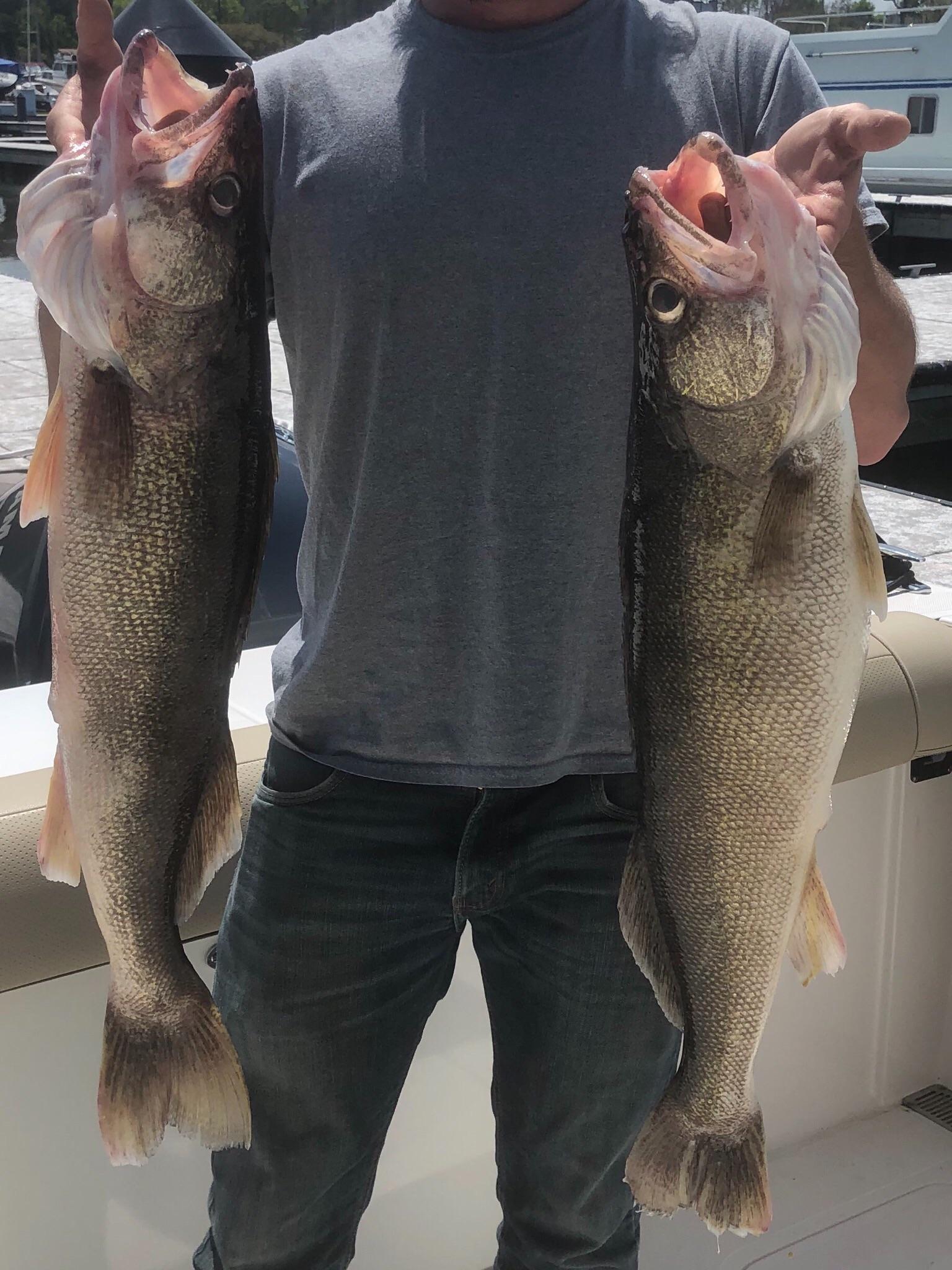 Good start to walleye season 29 1/2” and 30” r/Fishing