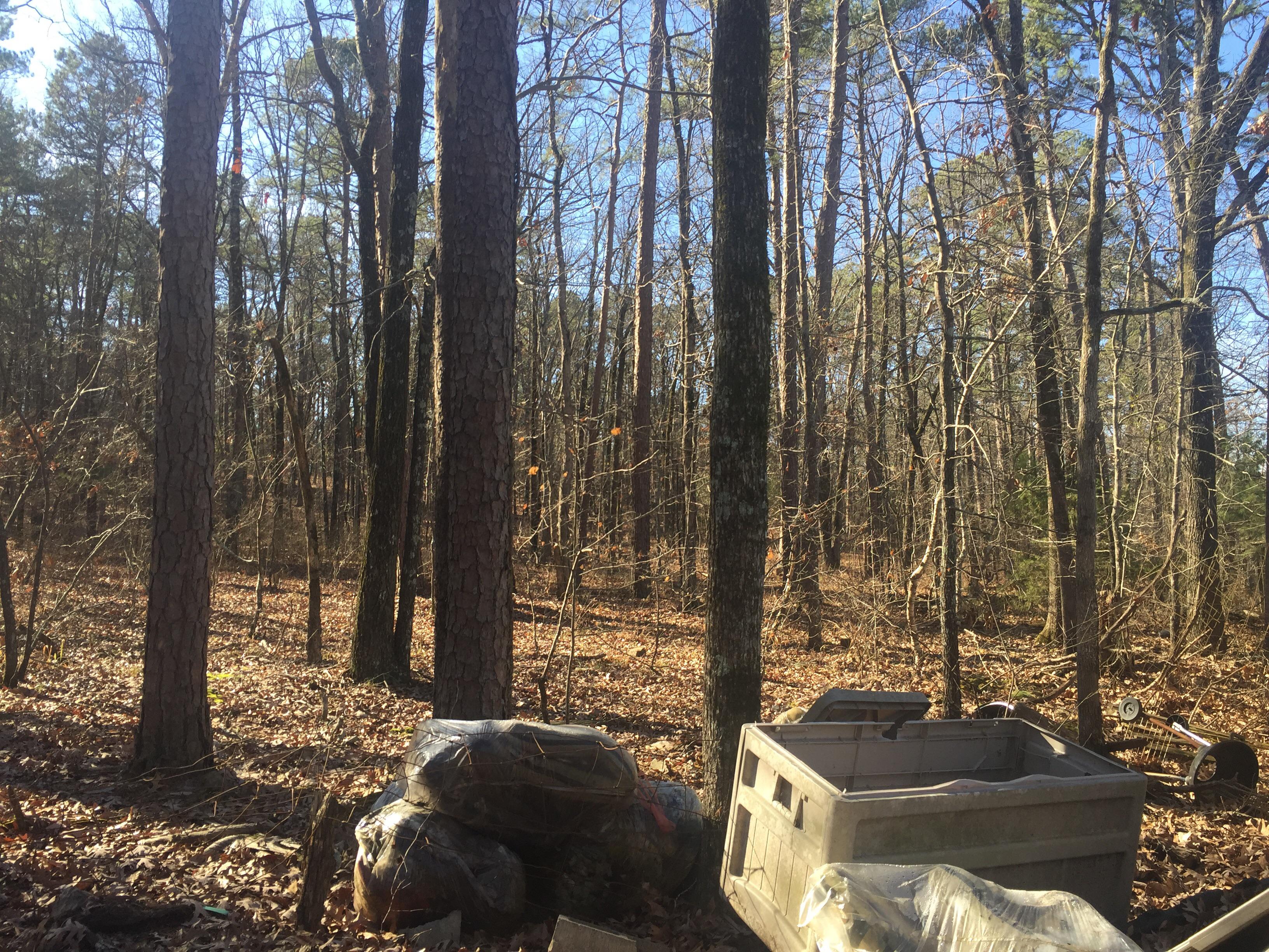 The beautiful forests of Arkansas [OC] [3266 x 2450] r/ShittyEarthPorn