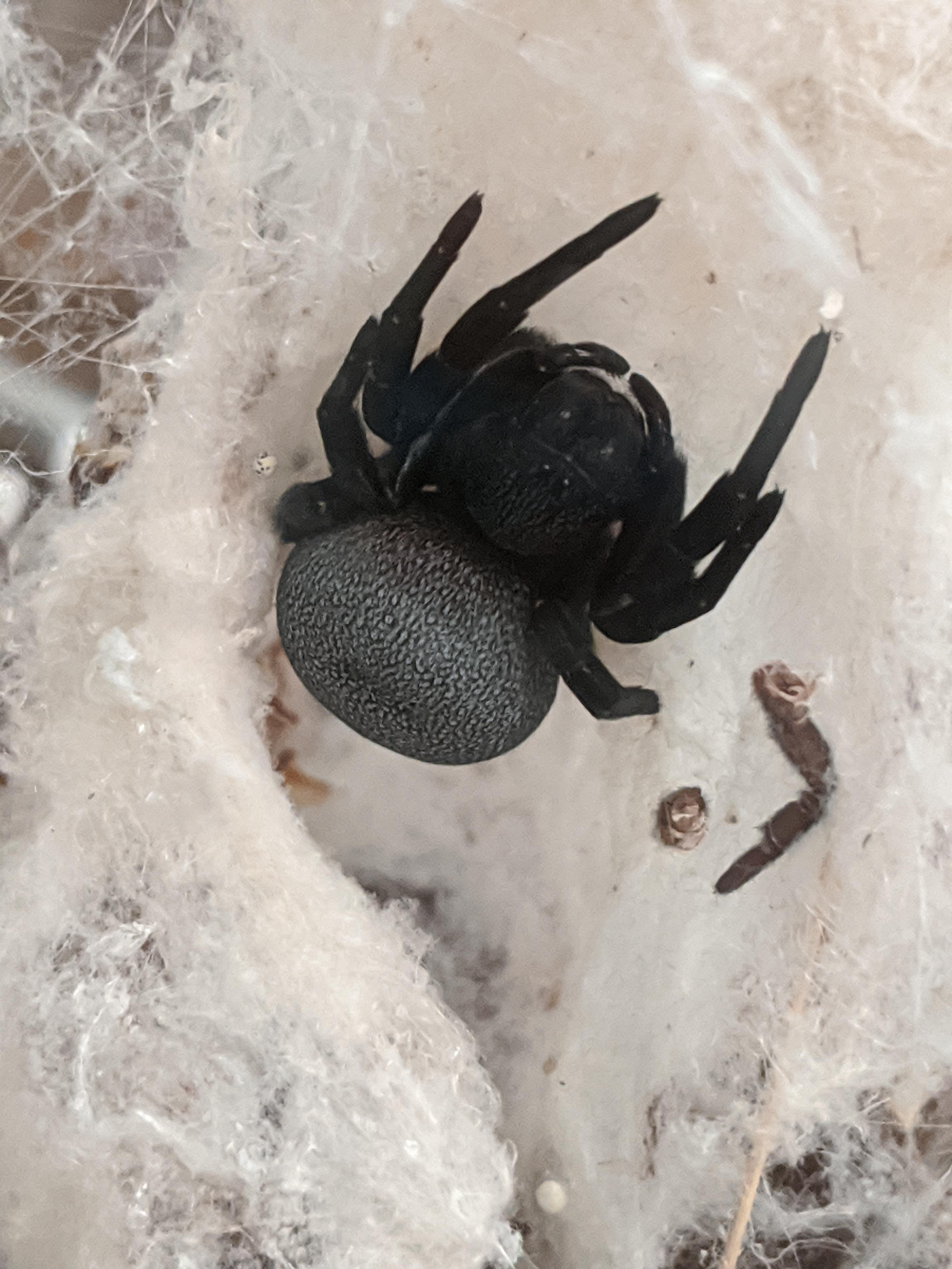 Velvet Spider Female Help r/spiders