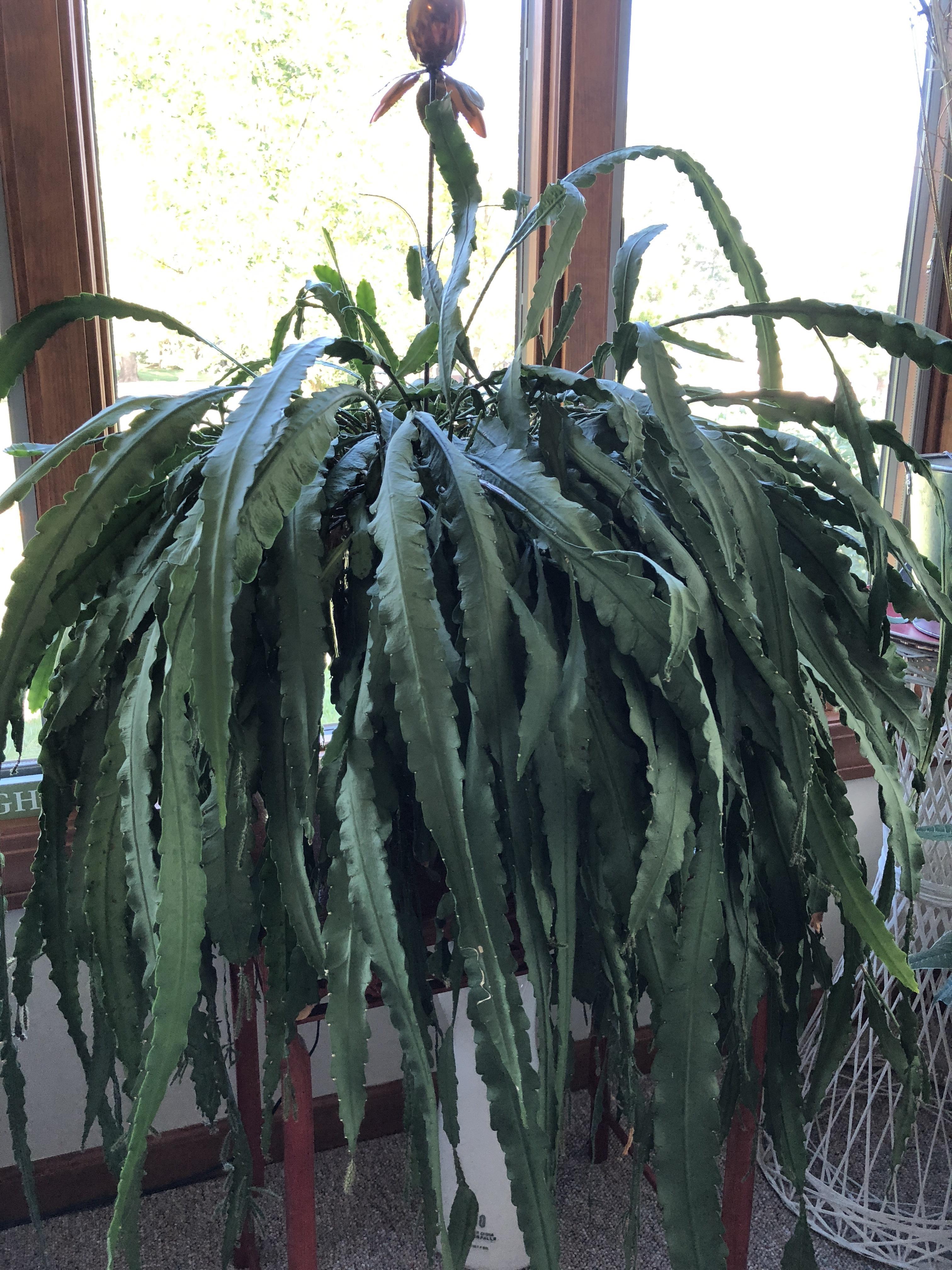 Plant Identification help? My great grandma smuggled unknowingly from
