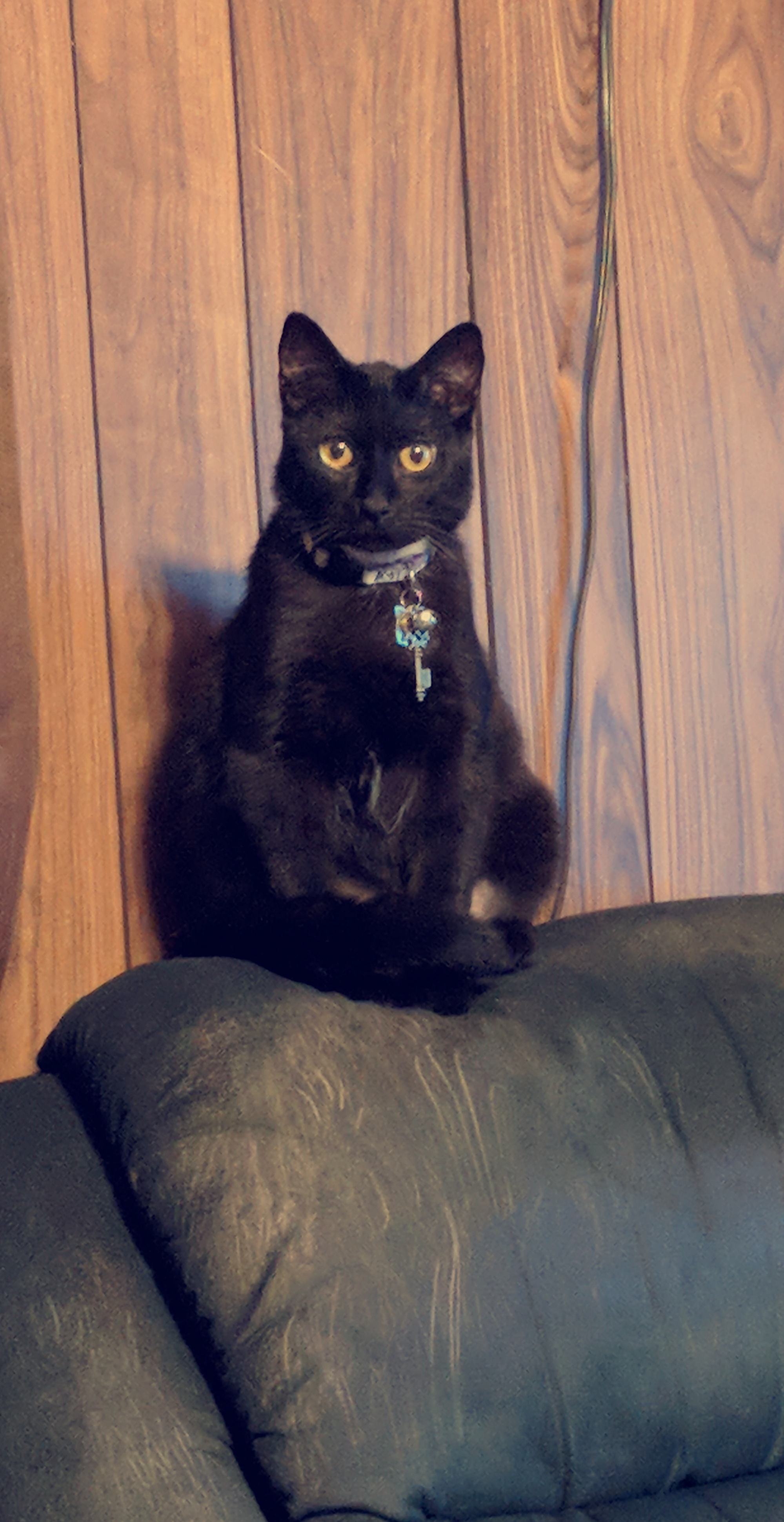 Here's my cat Salem (Named after the Sabrina the Teenage witch cat), I rescued him at 2 months