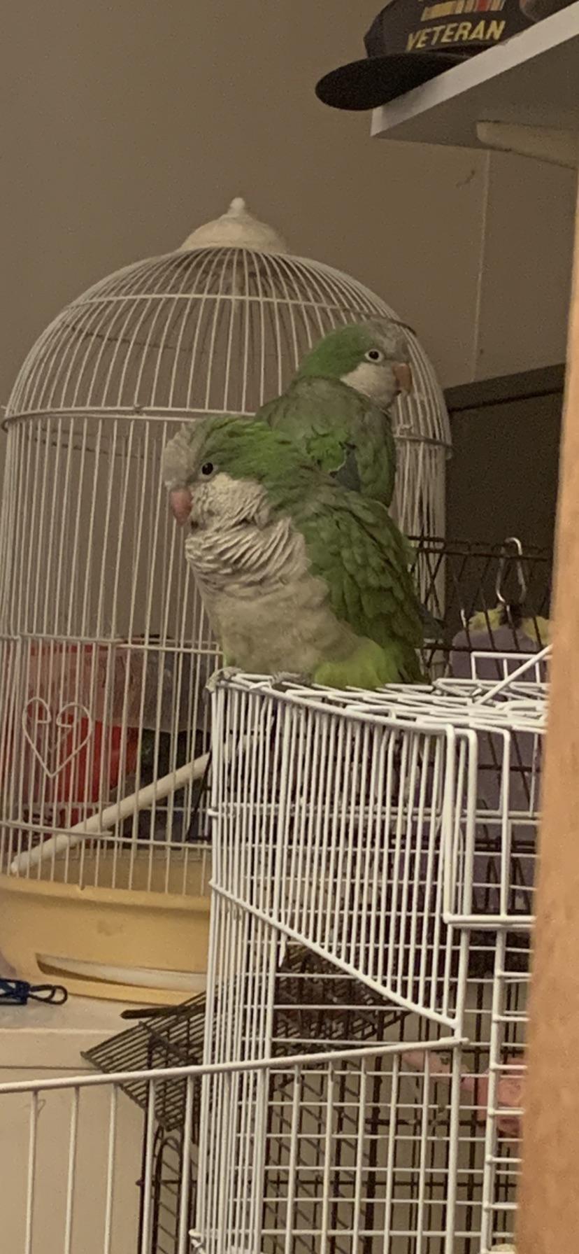 Why do quakers have to be so mean I just want to cuddle them when they