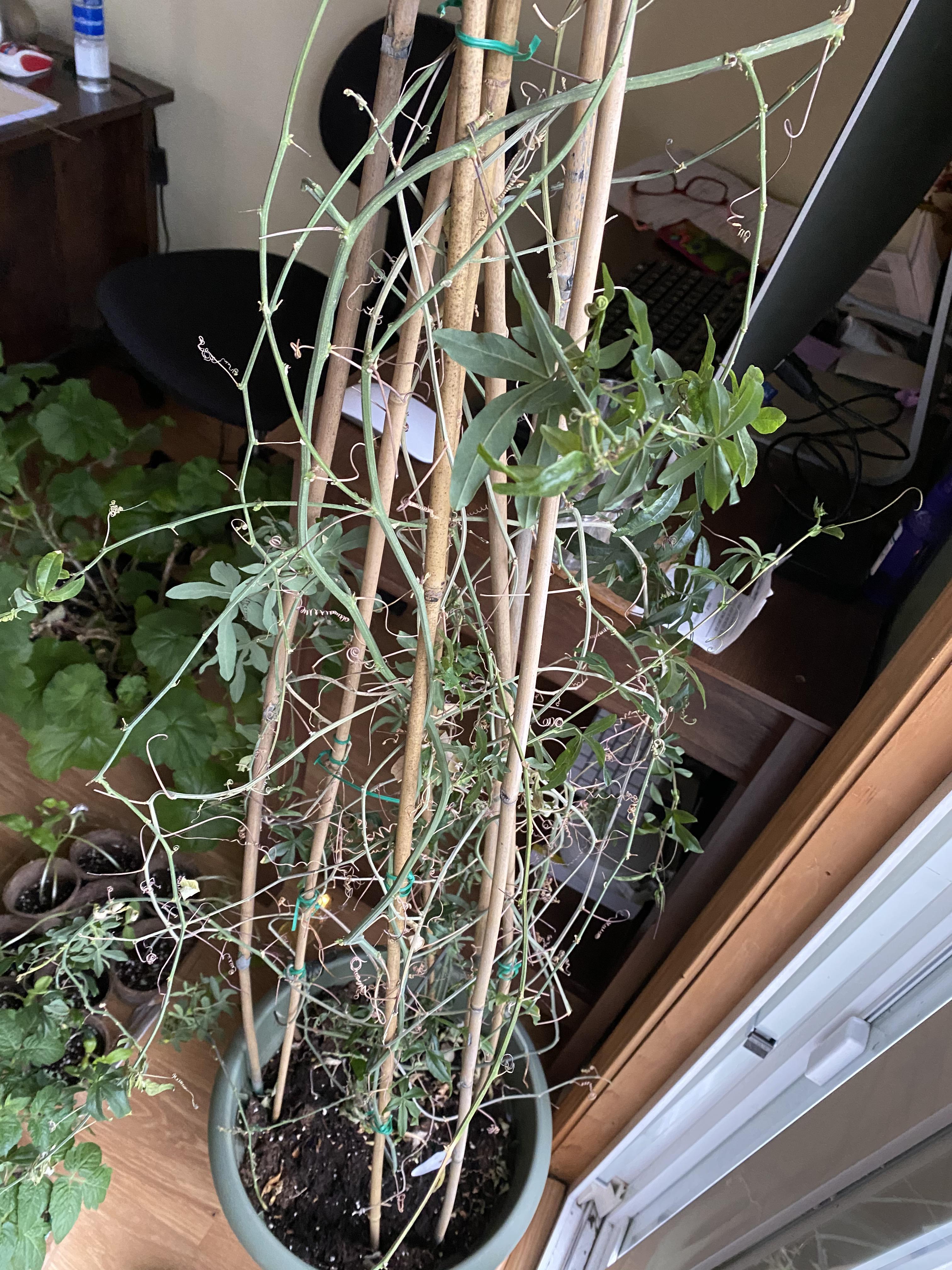 My passion flower is losing all of its leaves, help? ( r/gardening