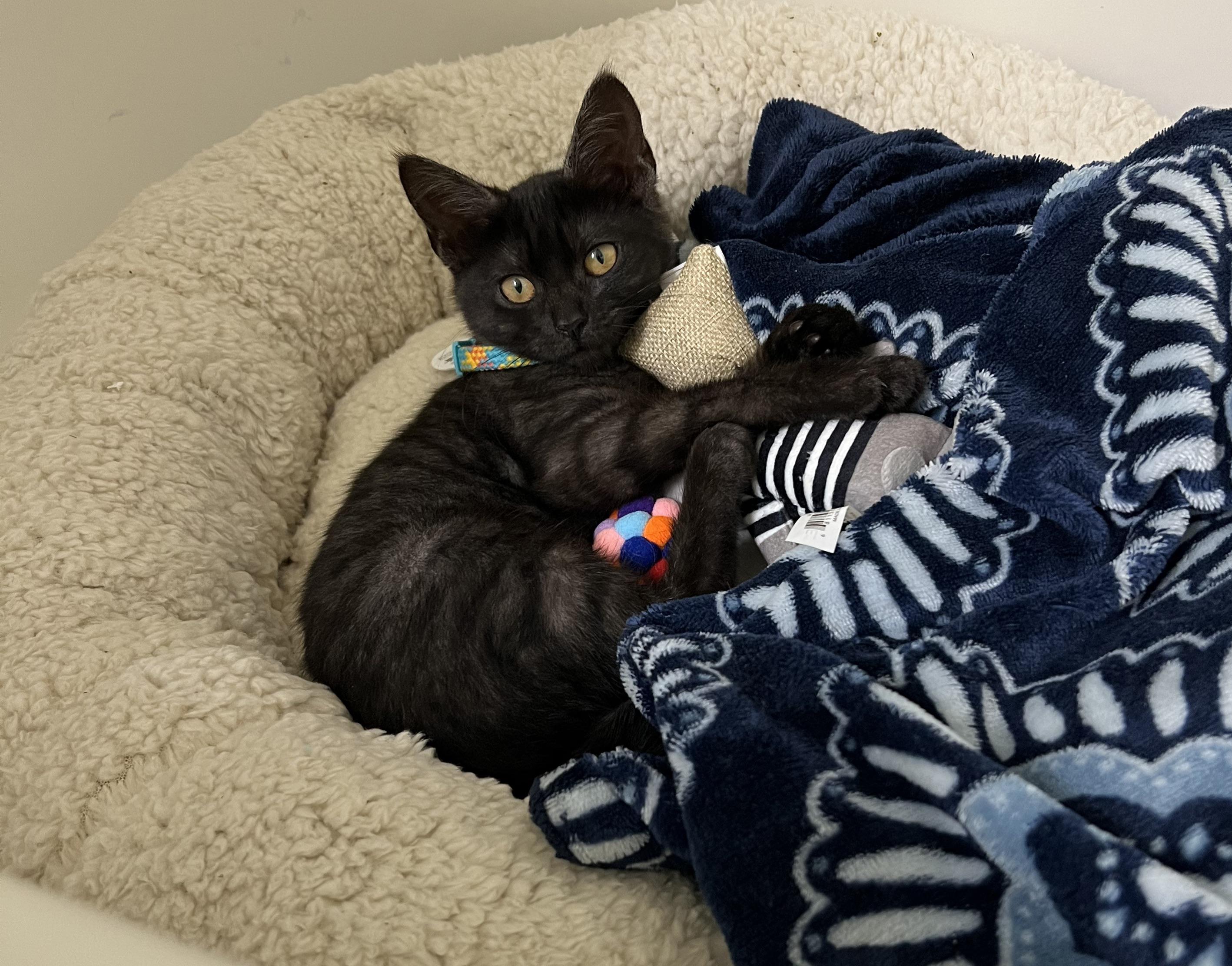 Tips on how to introduce 2 female kittens 89 wks old? Got this baby 1