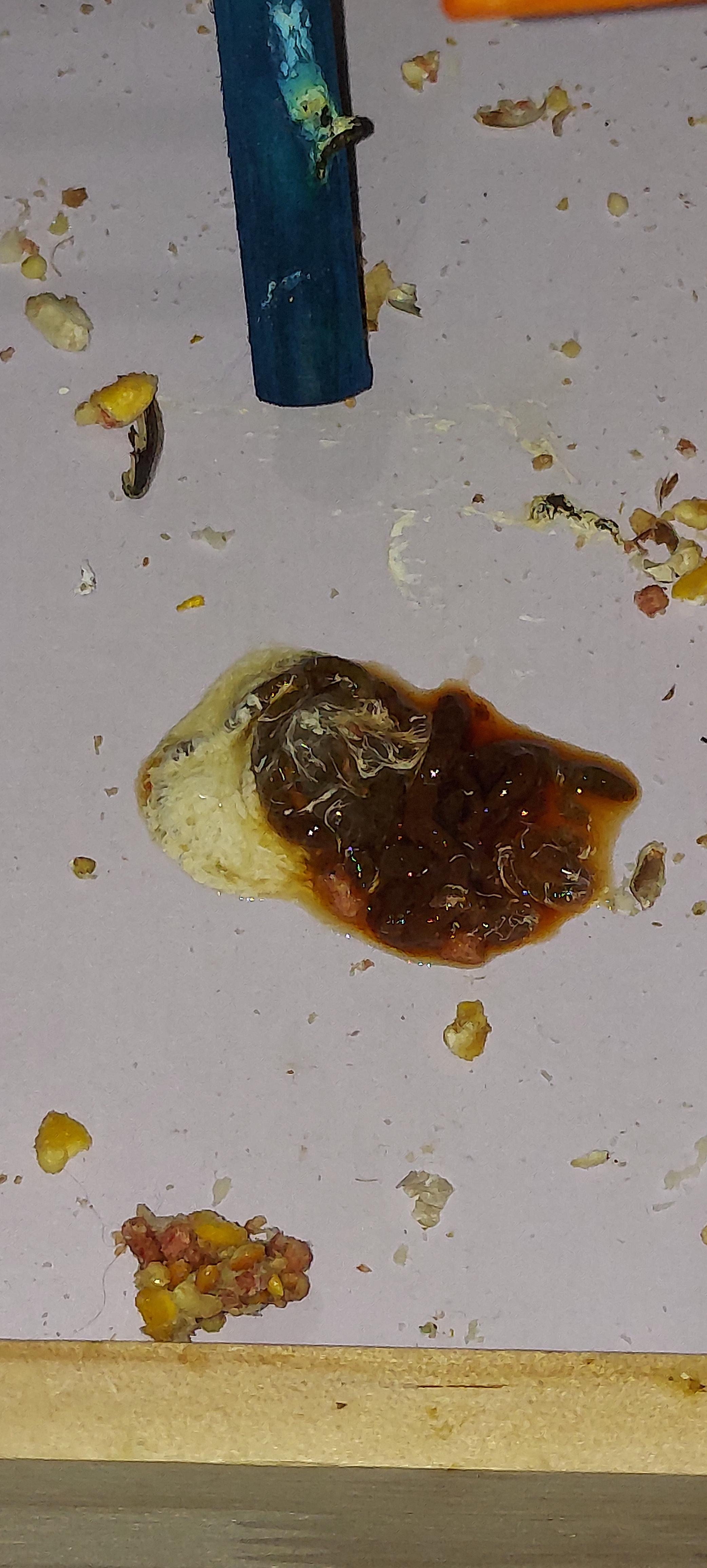 So I just woke up and let my green cheek conure out of the cage. she usually does a big poop but