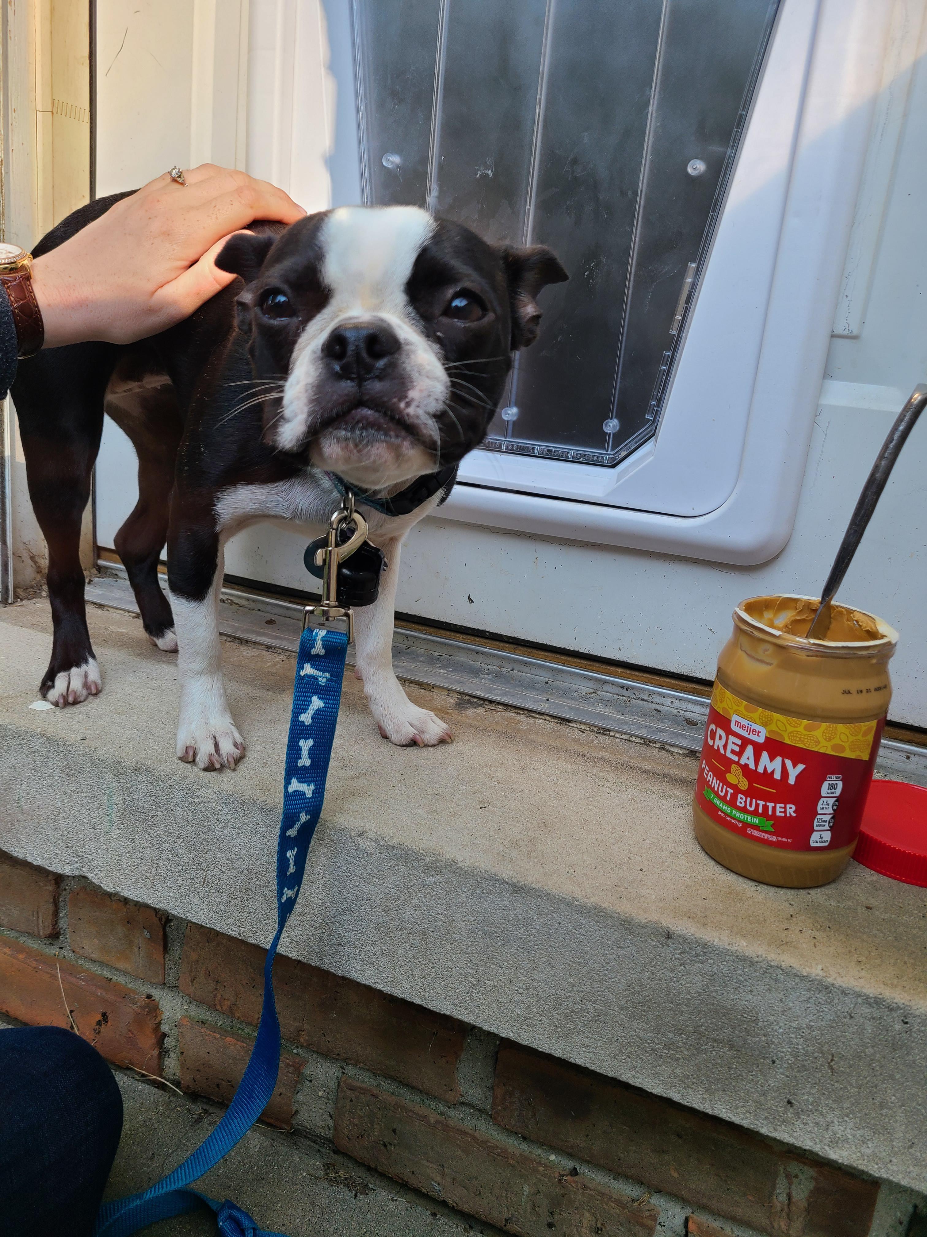 This is the look of please don't me make use the "scary" smart dog door