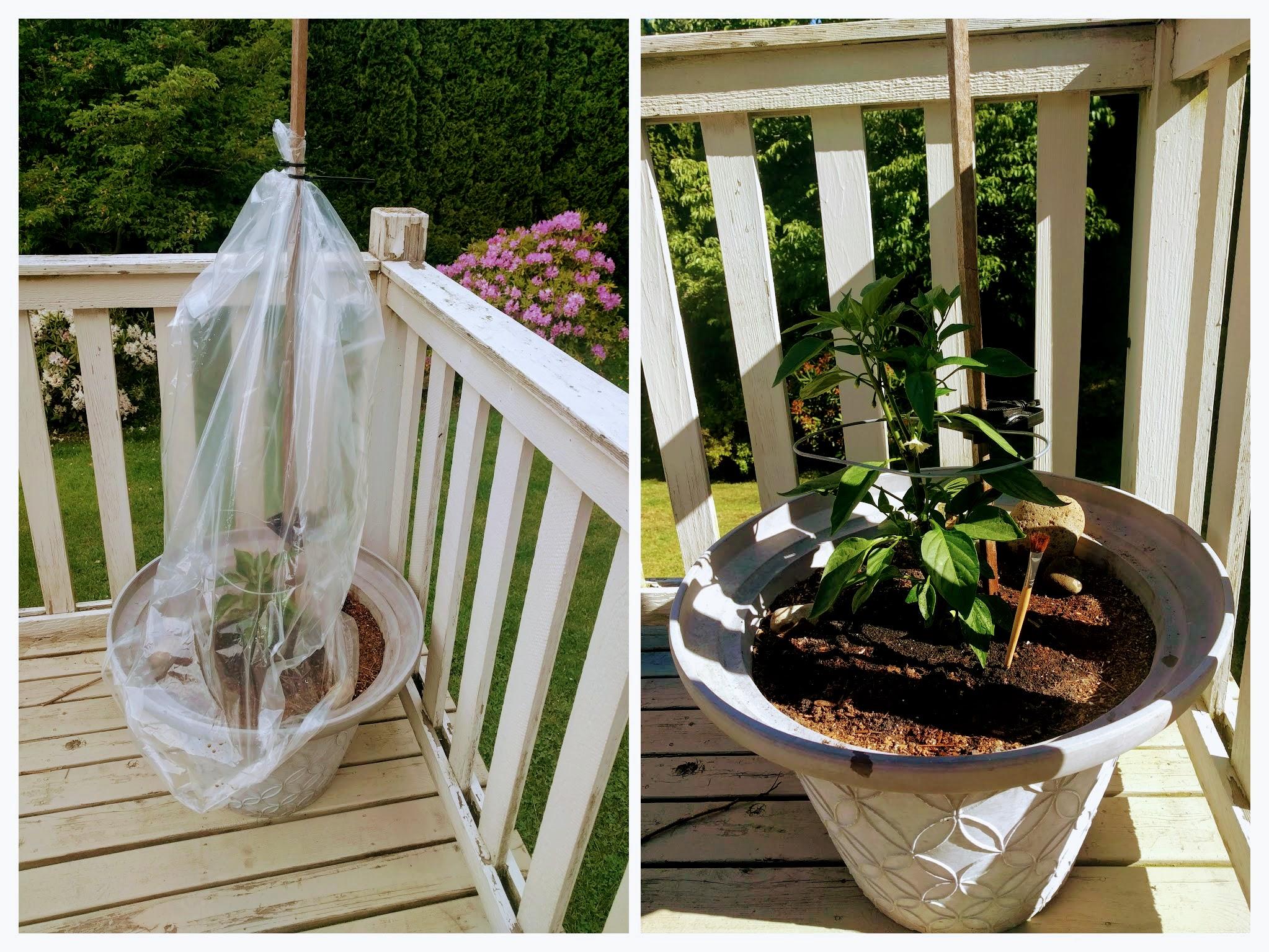 Update So far so good with my plastic bag greenhouse for my jalapeno