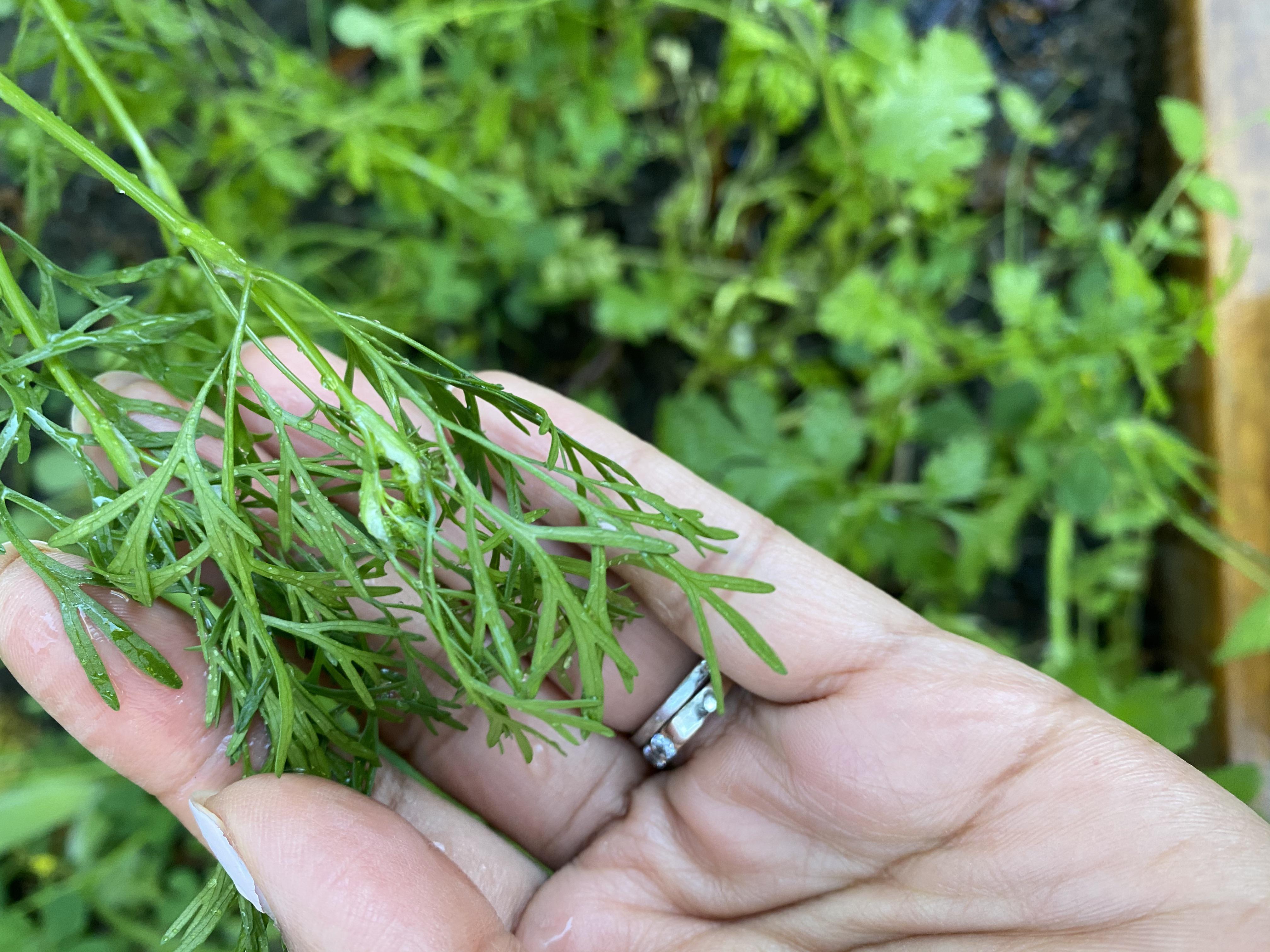 What is this strange looking cilantro sprouting with my regular
