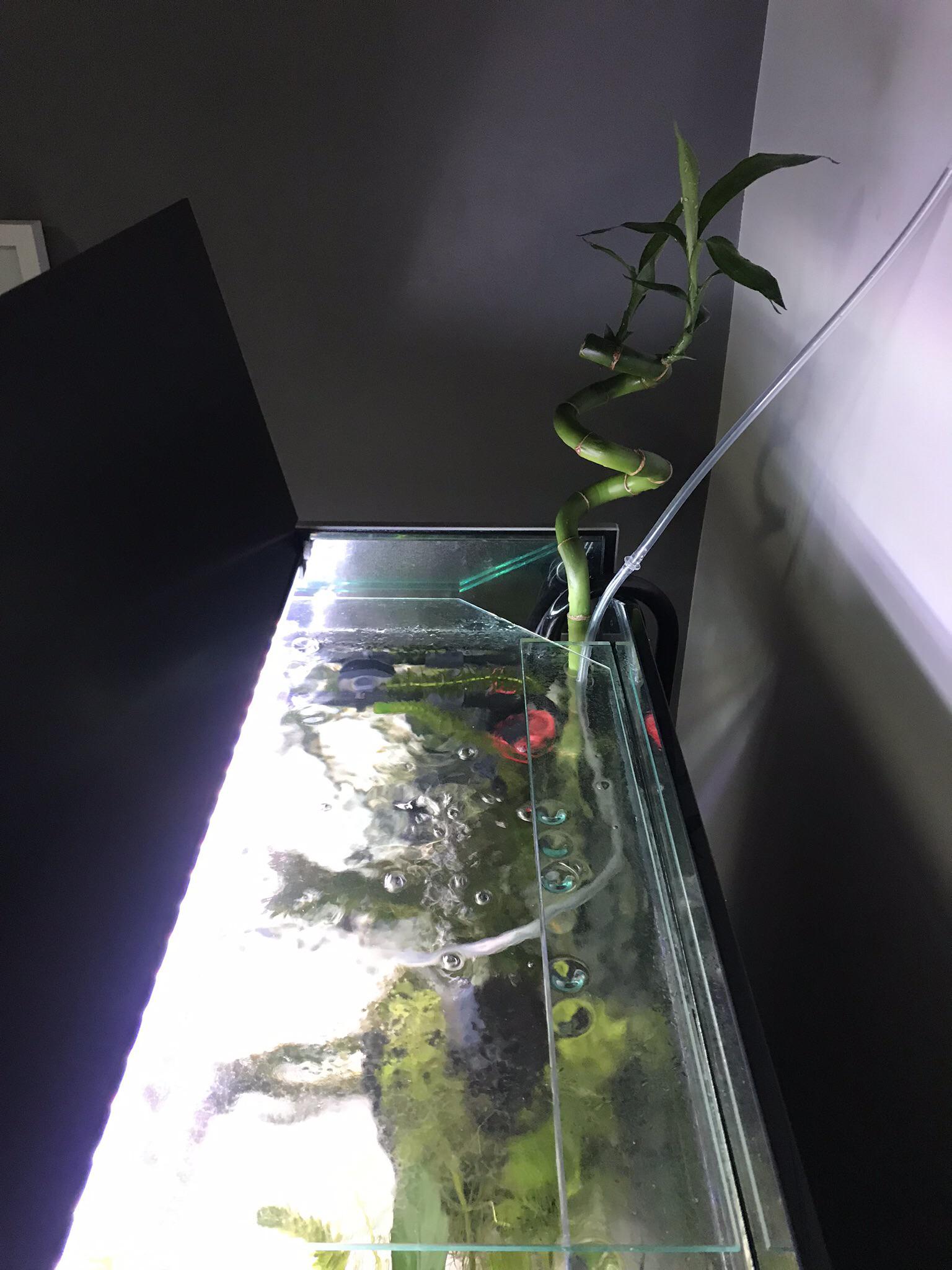 I’ve joined the lucky bamboo in aquarium club! Best angle depicted of