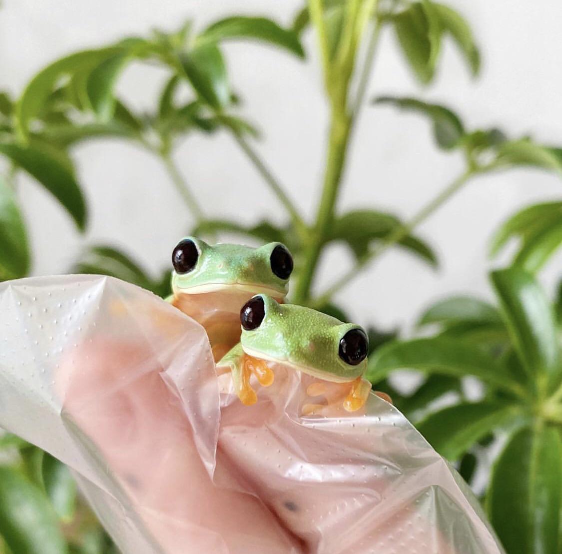 Two Young Morelet's Tree Frogs : R/Frogs
