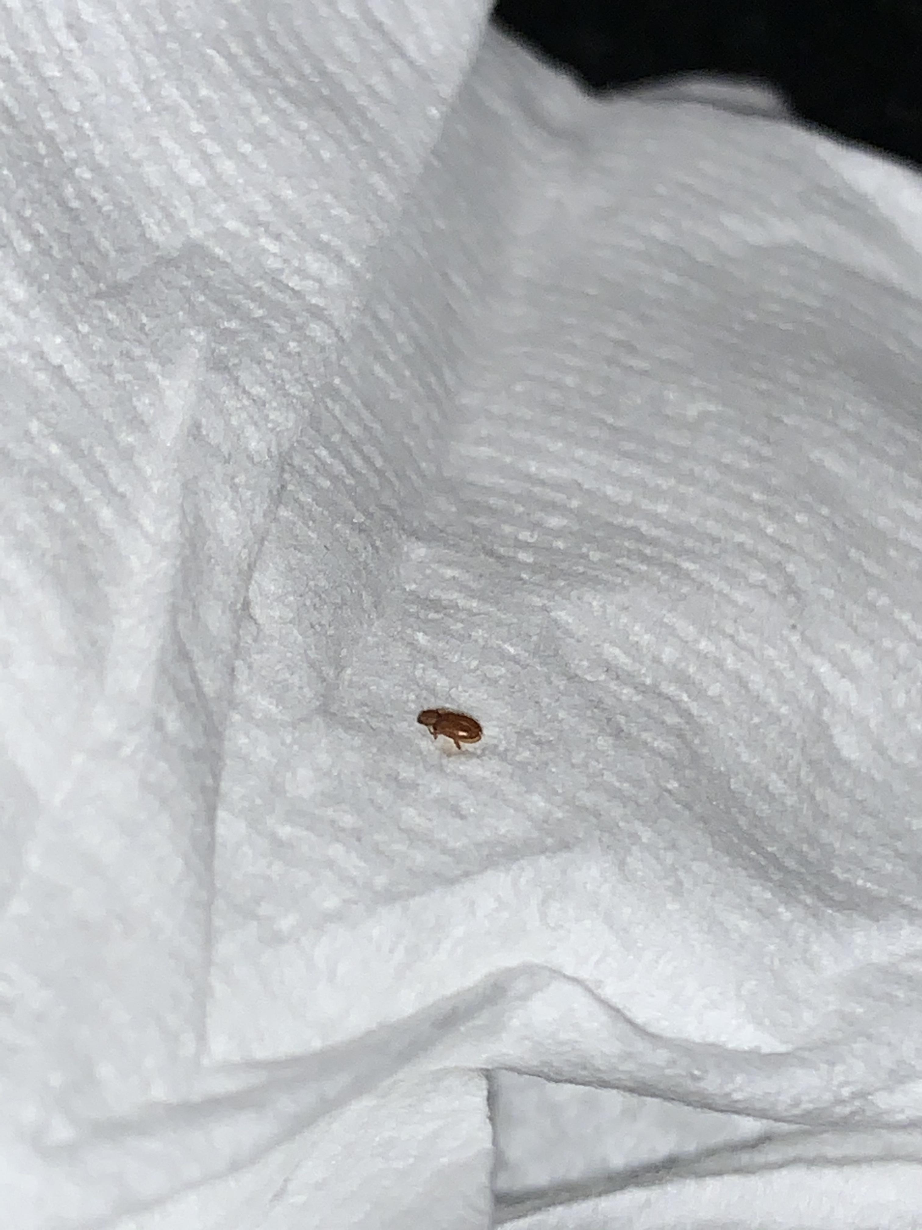 Is this a bed bug? Found this bug on my pillow. Have spent the last