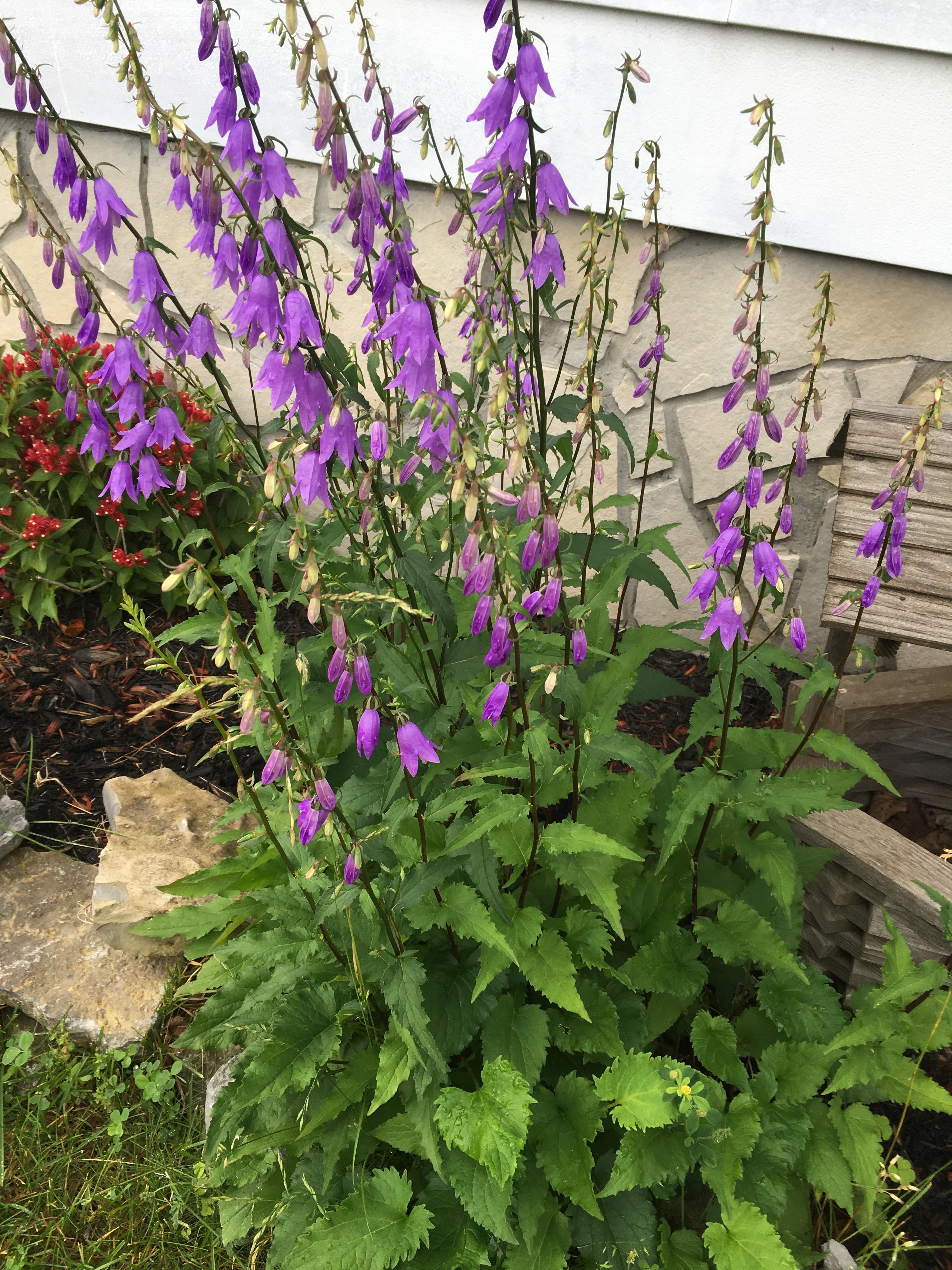 Purple flowers zone 5b r/whatsthisplant