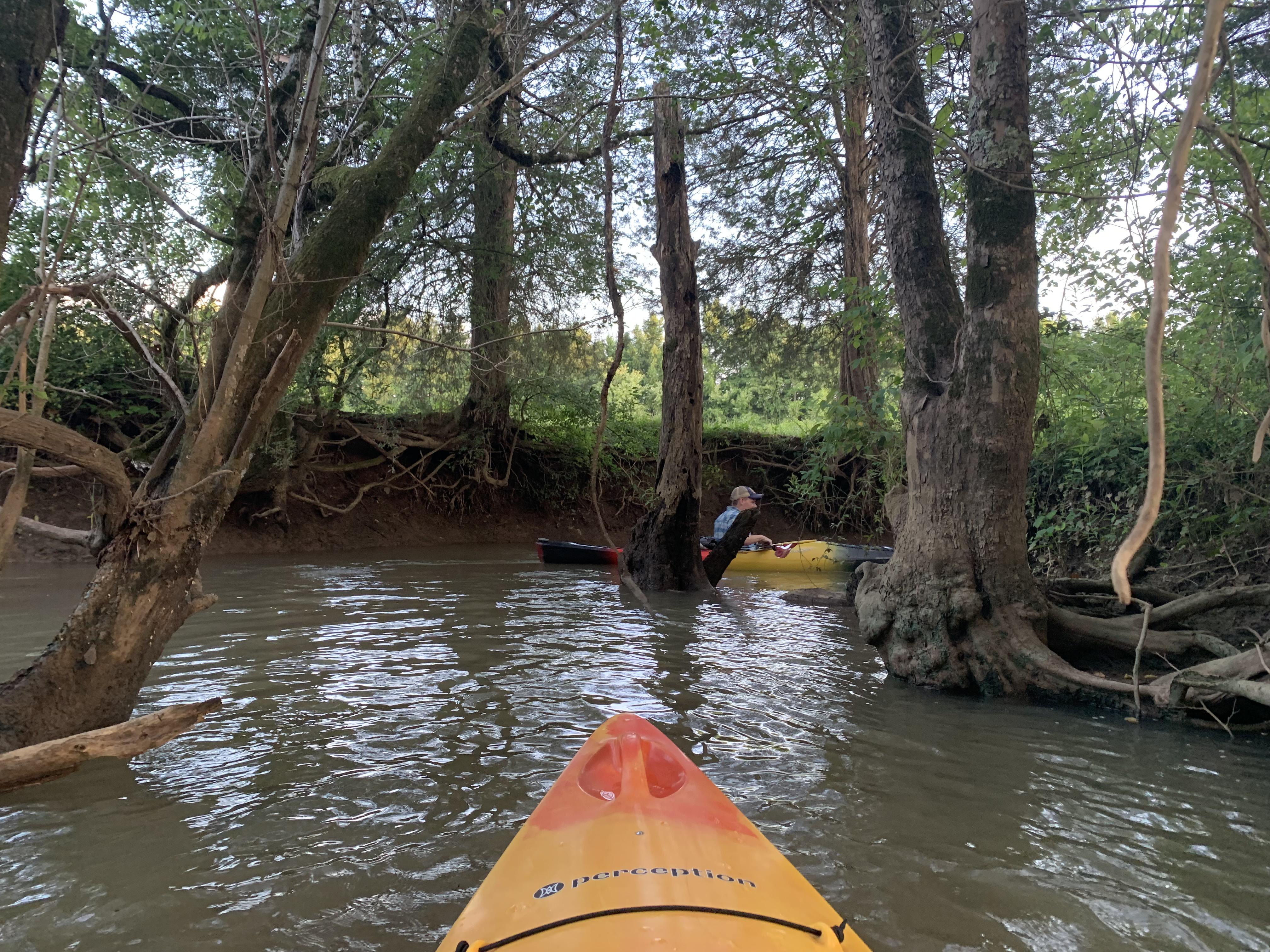 Thanks to rain we got to explore a creek off the French Broad River