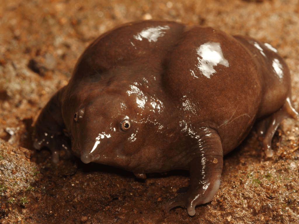 Indian purple frog is an absolute unit r/AbsoluteUnits