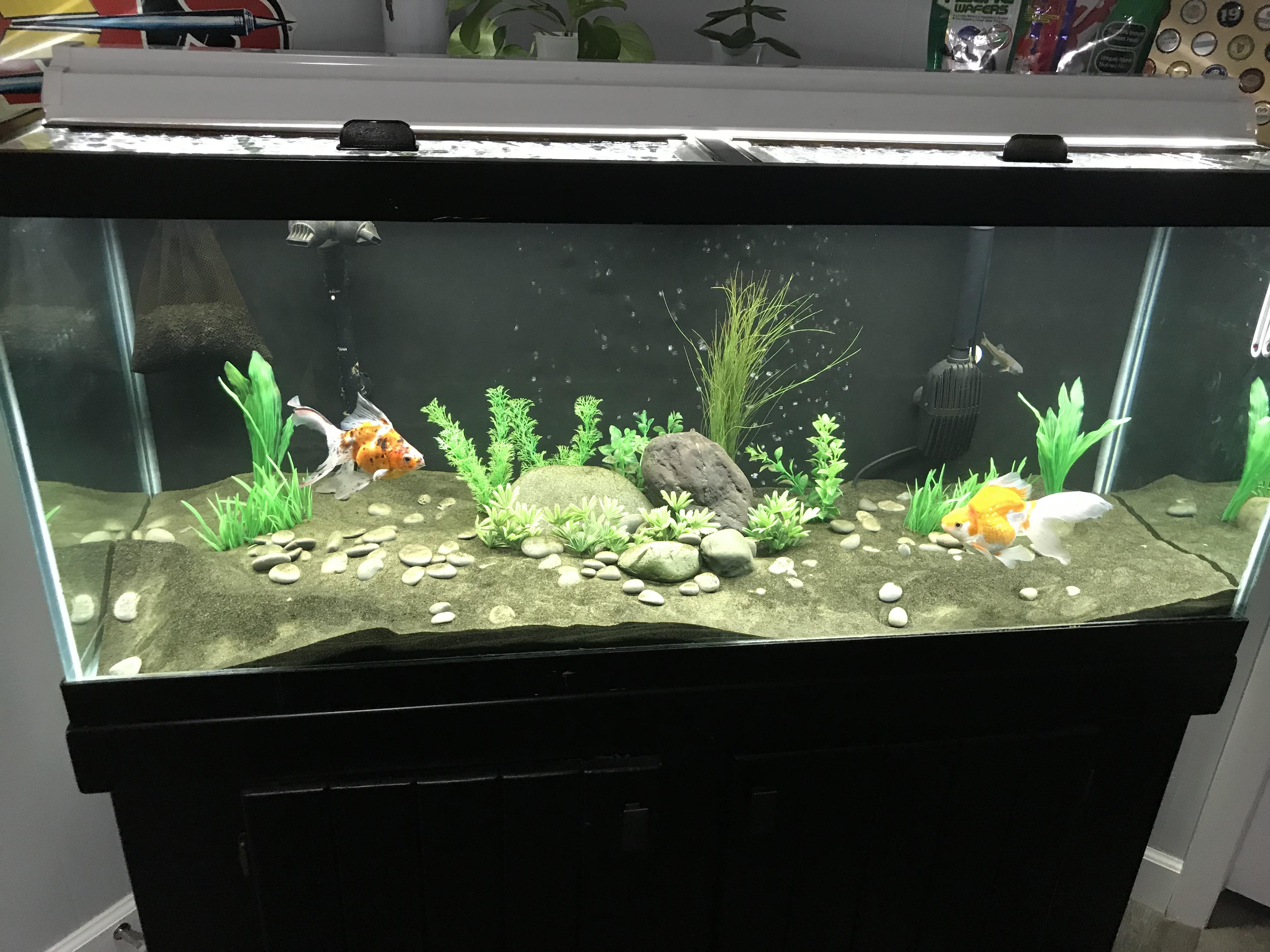 Gave my ryukin and fancy calico a remodel for their chill pad!Turned