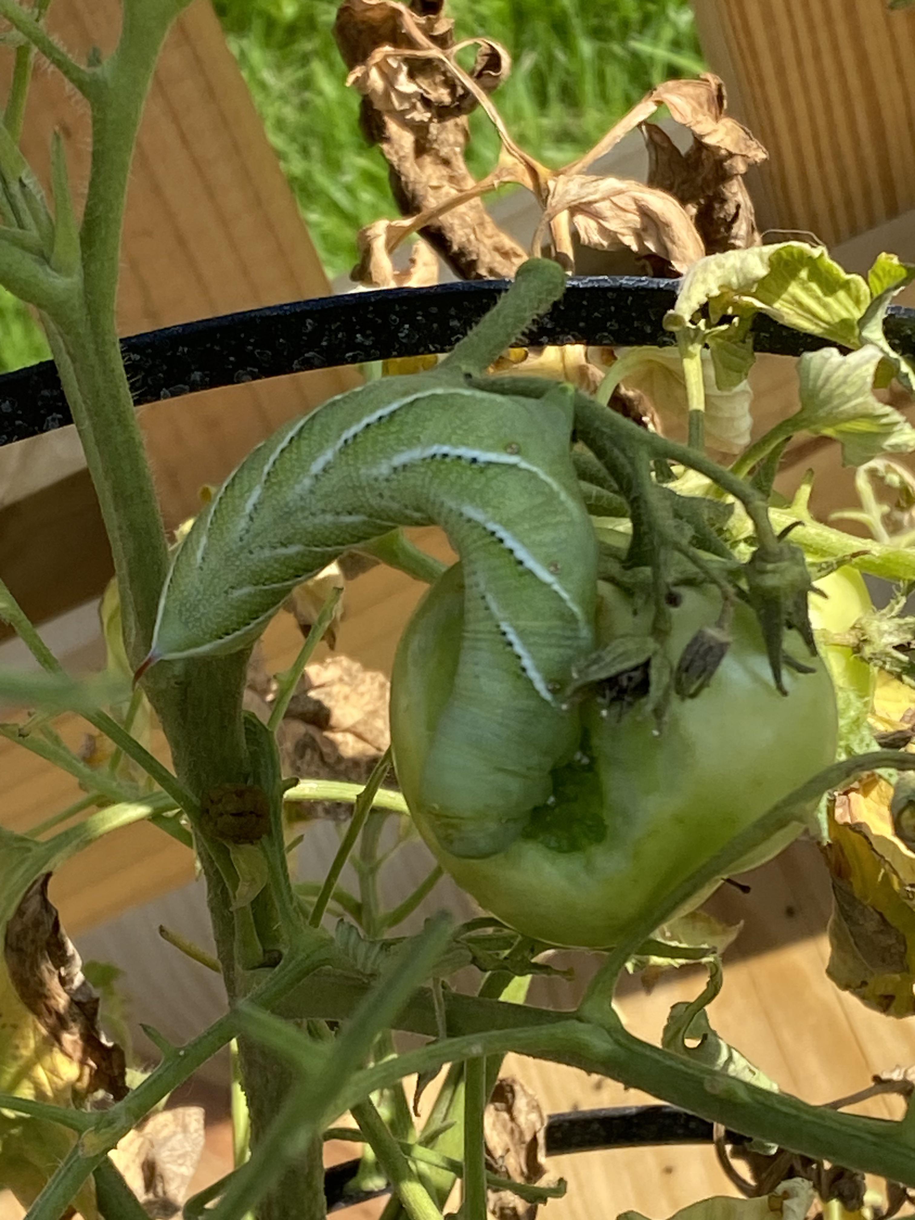 This dude’s eating my tomatoes. What is he and what should i do w him