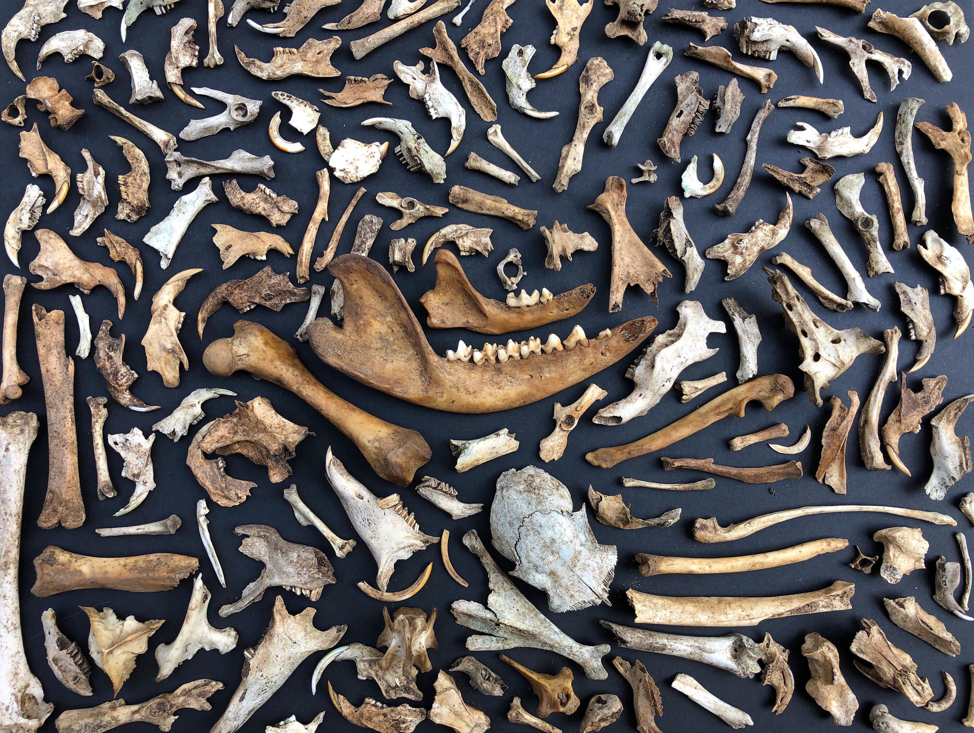 Collection of Bones I Found in Southern Ontario Last Week! r