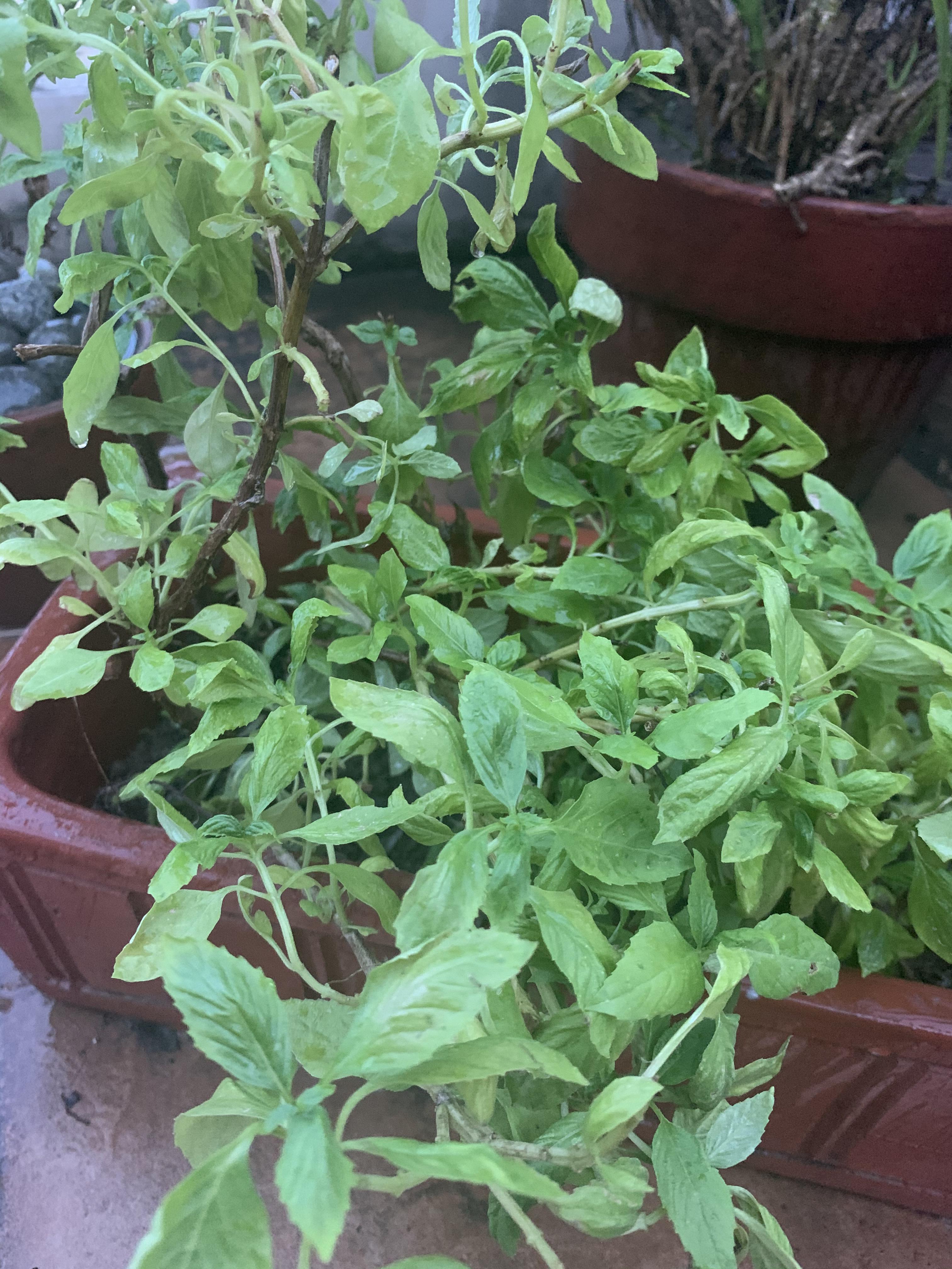 My basil plants are so thin and malnourished? It gets direct morningafternoon sun and its soil