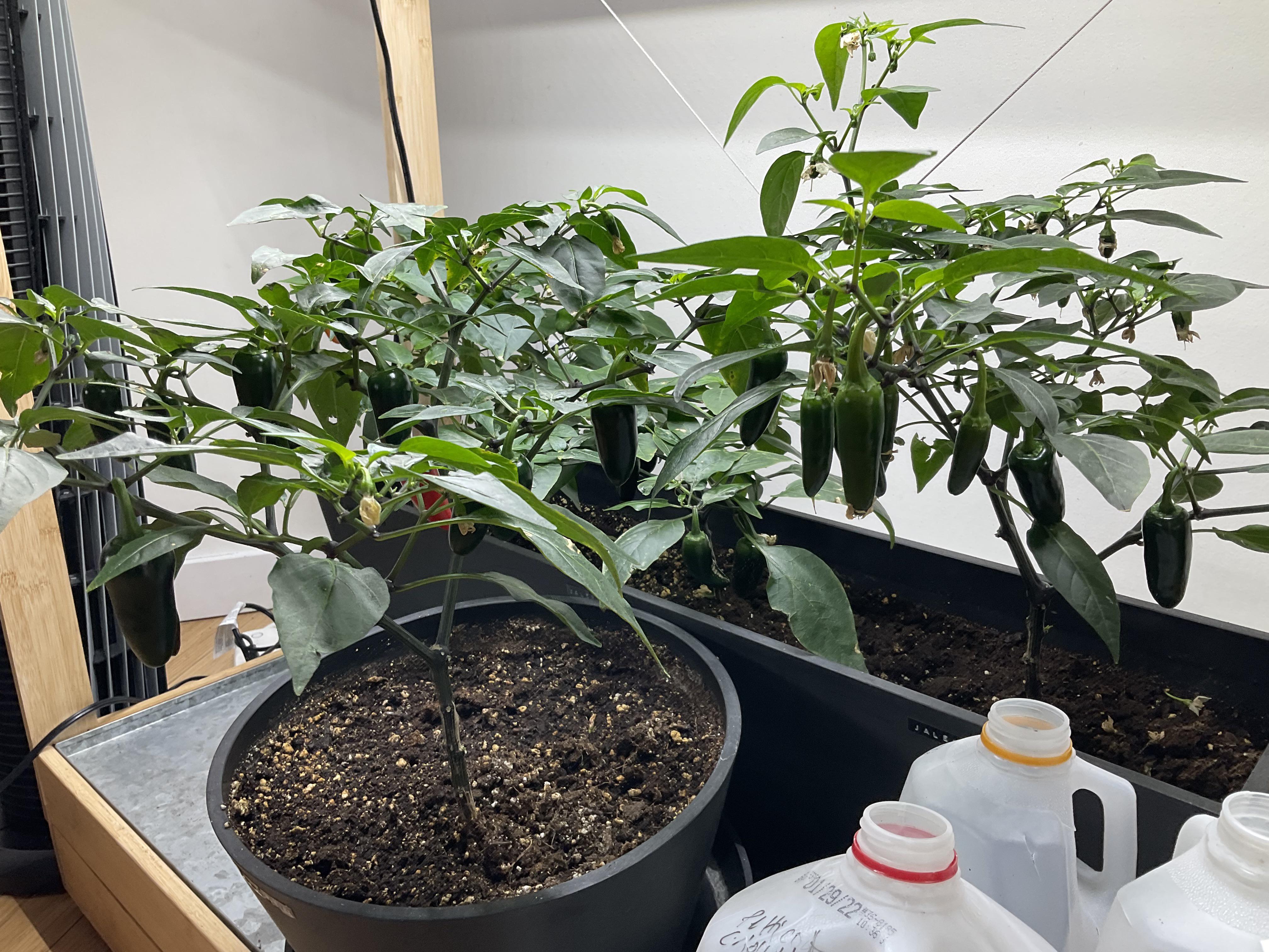 I grew these pepper plants indoors from seed using grow lights. They’ve